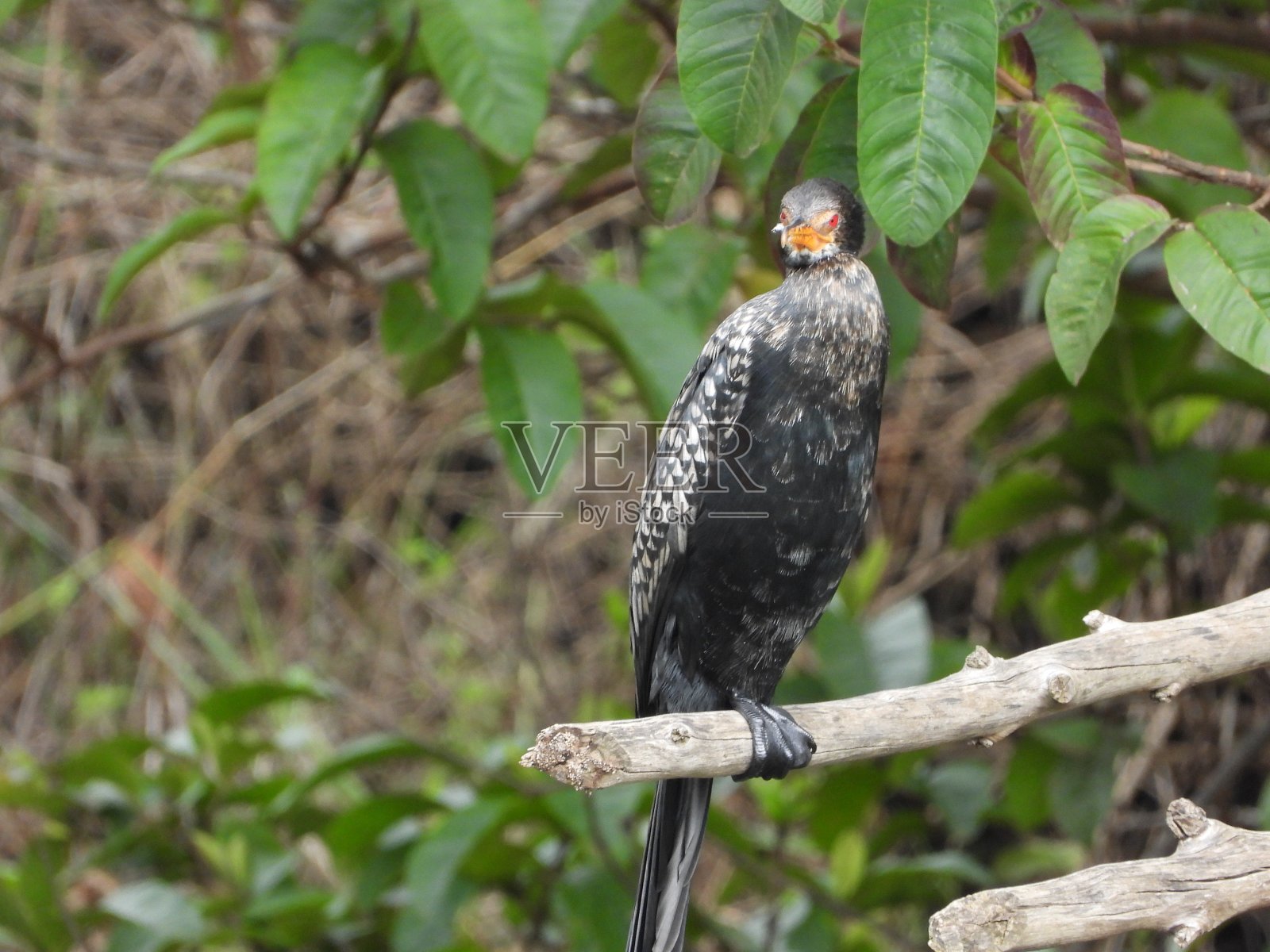 贪婪的人照片摄影图片