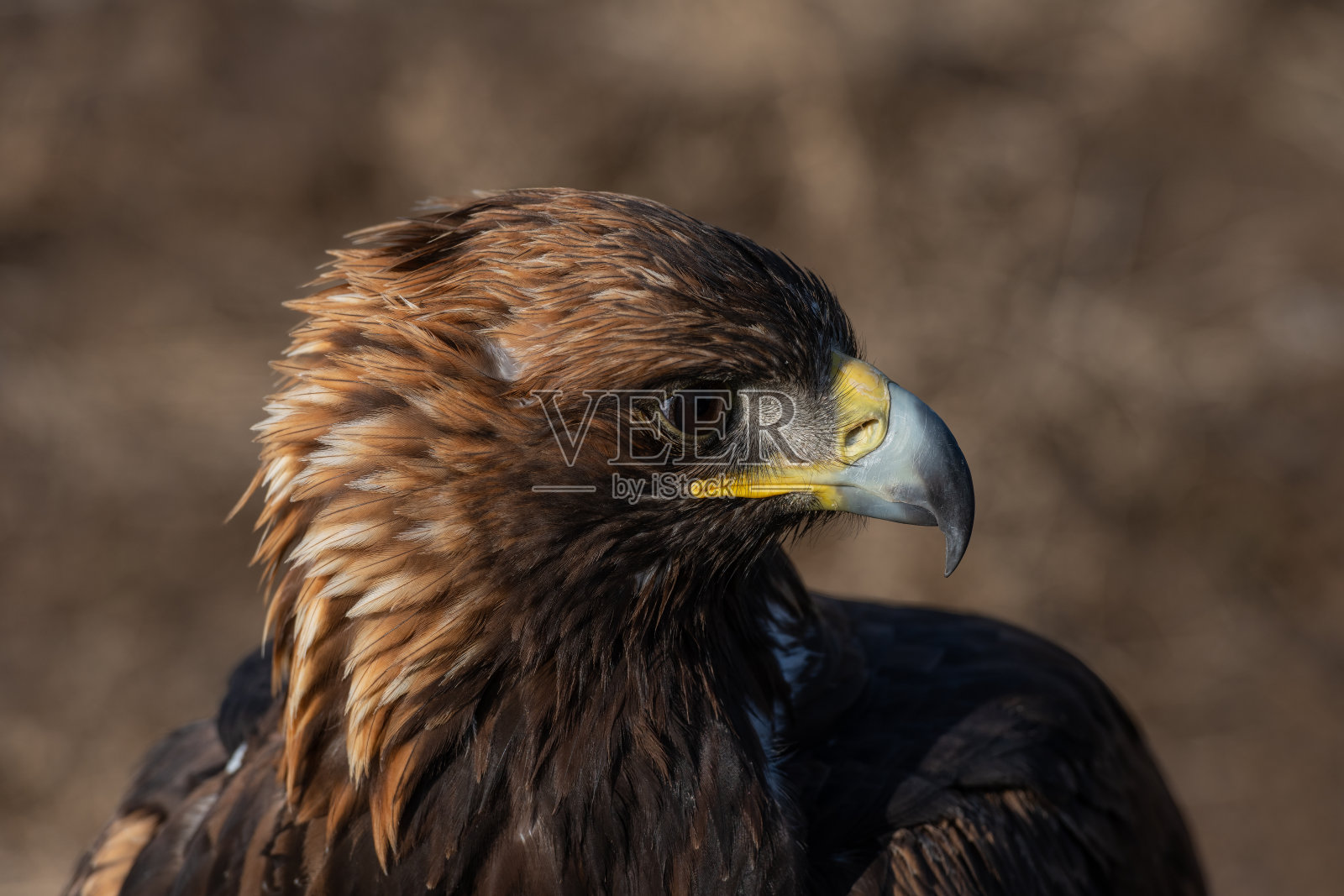 一个金雕头部的特写镜头照片摄影图片
