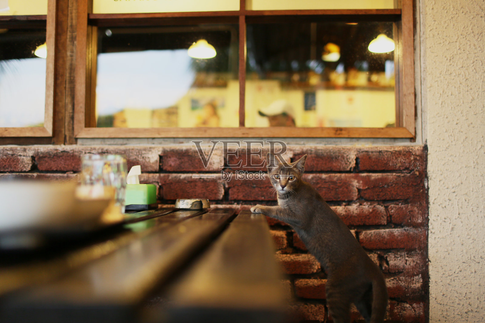 流浪的灰猫爬上木桌。照片摄影图片