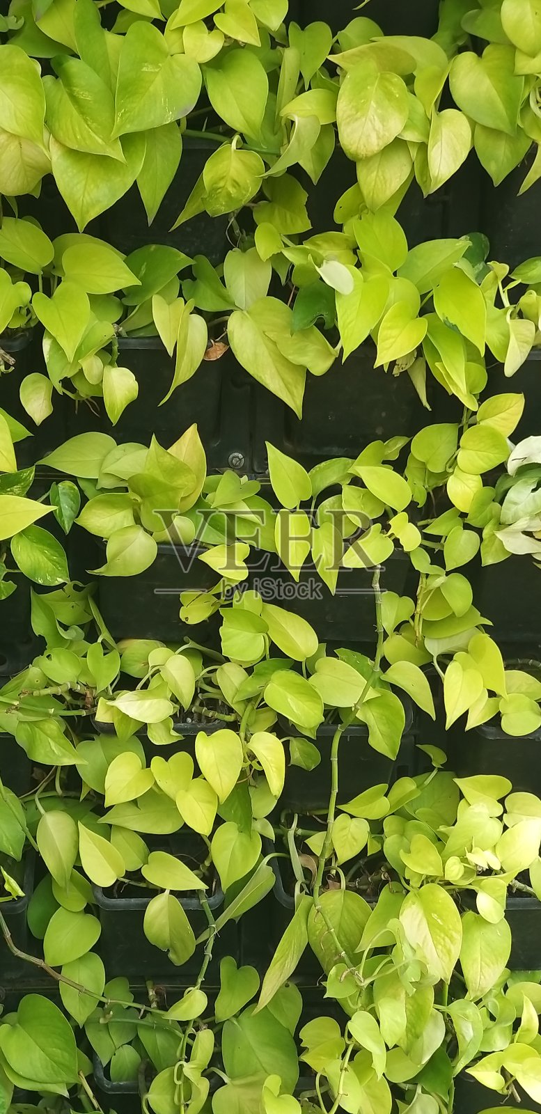 绿色植物照片摄影图片