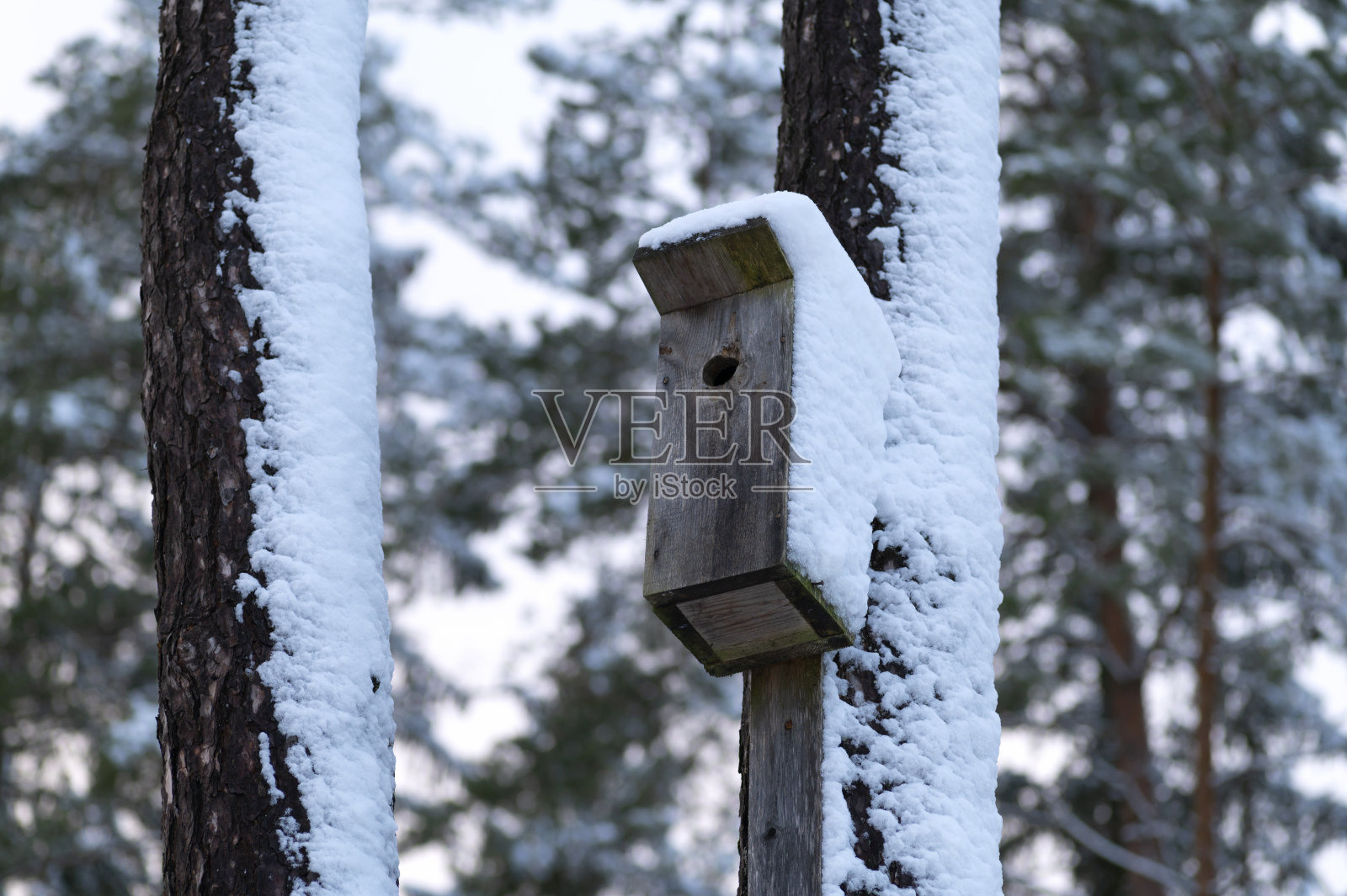 木制手工鸟笼挂在树上，在雪天。照片摄影图片