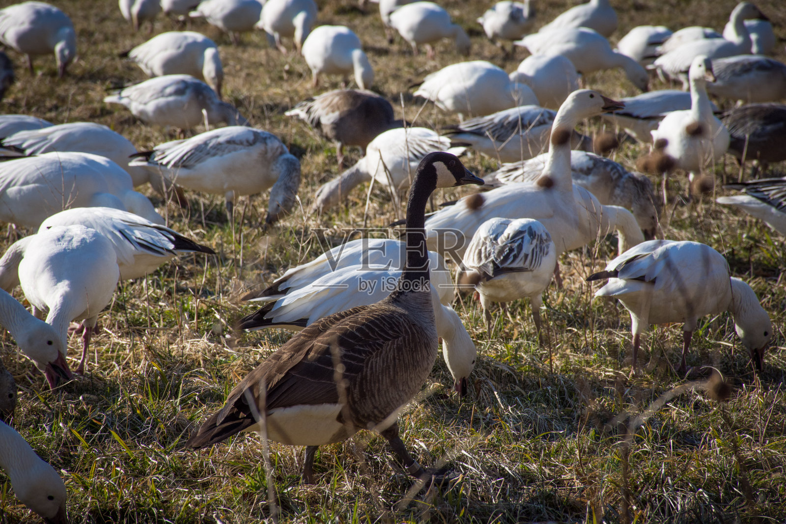 奇怪的鸟了照片摄影图片