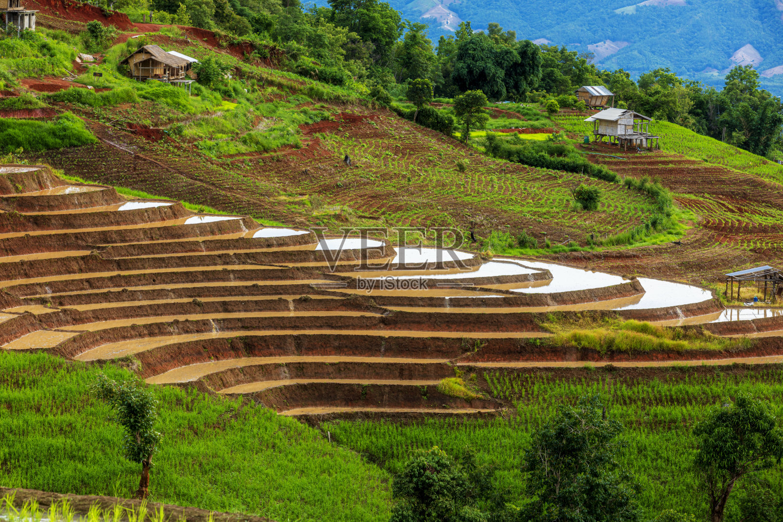 梯田耕作。位于清迈省美灿区北部的Ban Pa Bong Piang地区拥有泰国最美丽的梯田。照片摄影图片