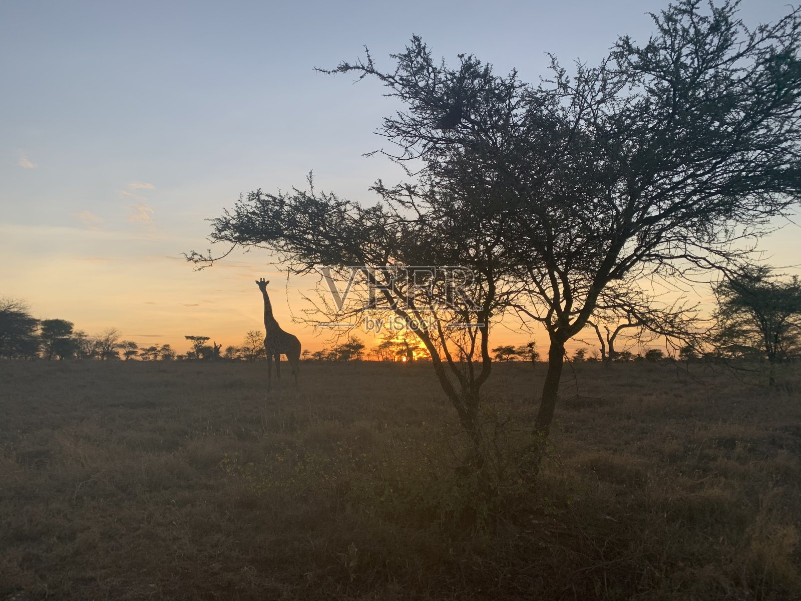 长颈鹿在塞伦盖蒂照片摄影图片