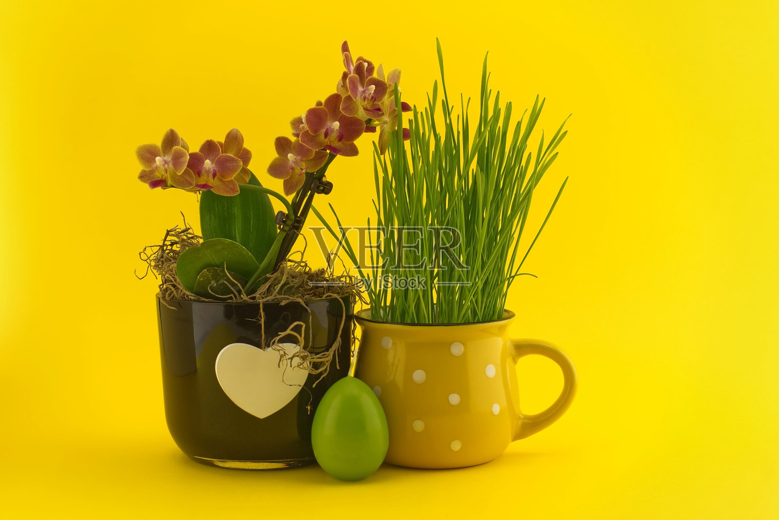 复活节假期或以春天为背景的小麦幼苗照片摄影图片