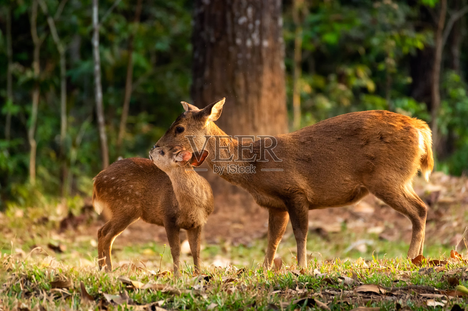 母鹿。照片摄影图片