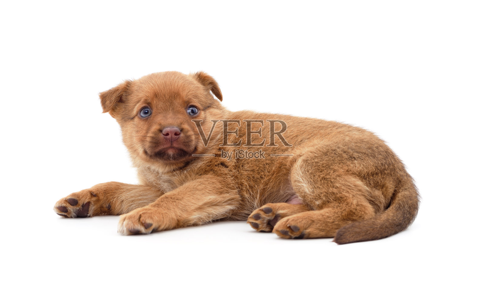 矿石的小狗谎言。照片摄影图片