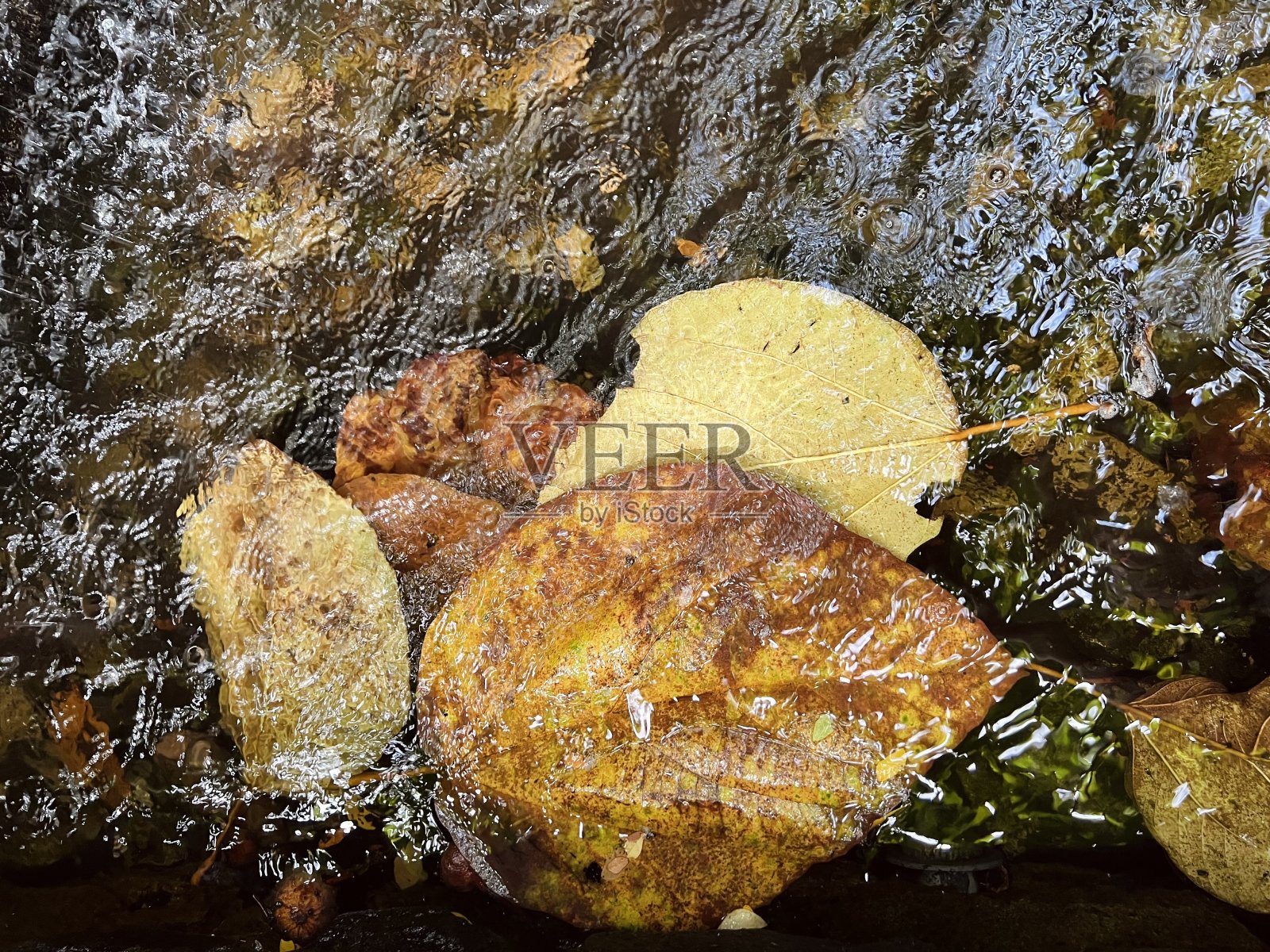 老叶子照片摄影图片