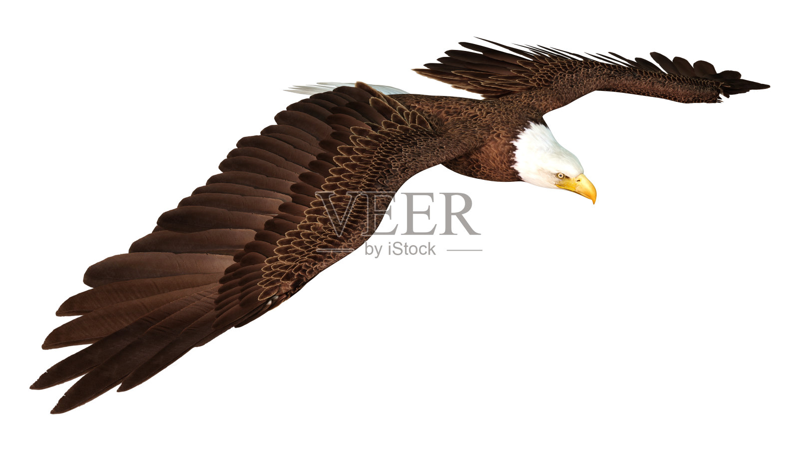 3D插图秃鹰在白色照片摄影图片