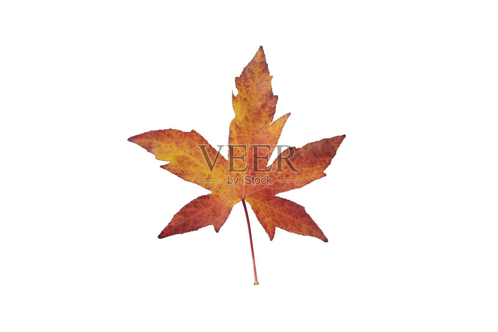 秋天的落叶照片摄影图片