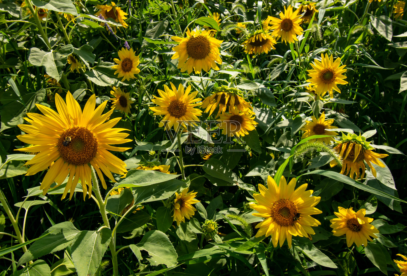 美丽田野里的黄色向日葵照片摄影图片