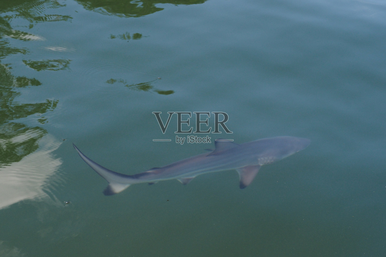 圣克鲁斯，加拉帕戈斯群岛照片摄影图片