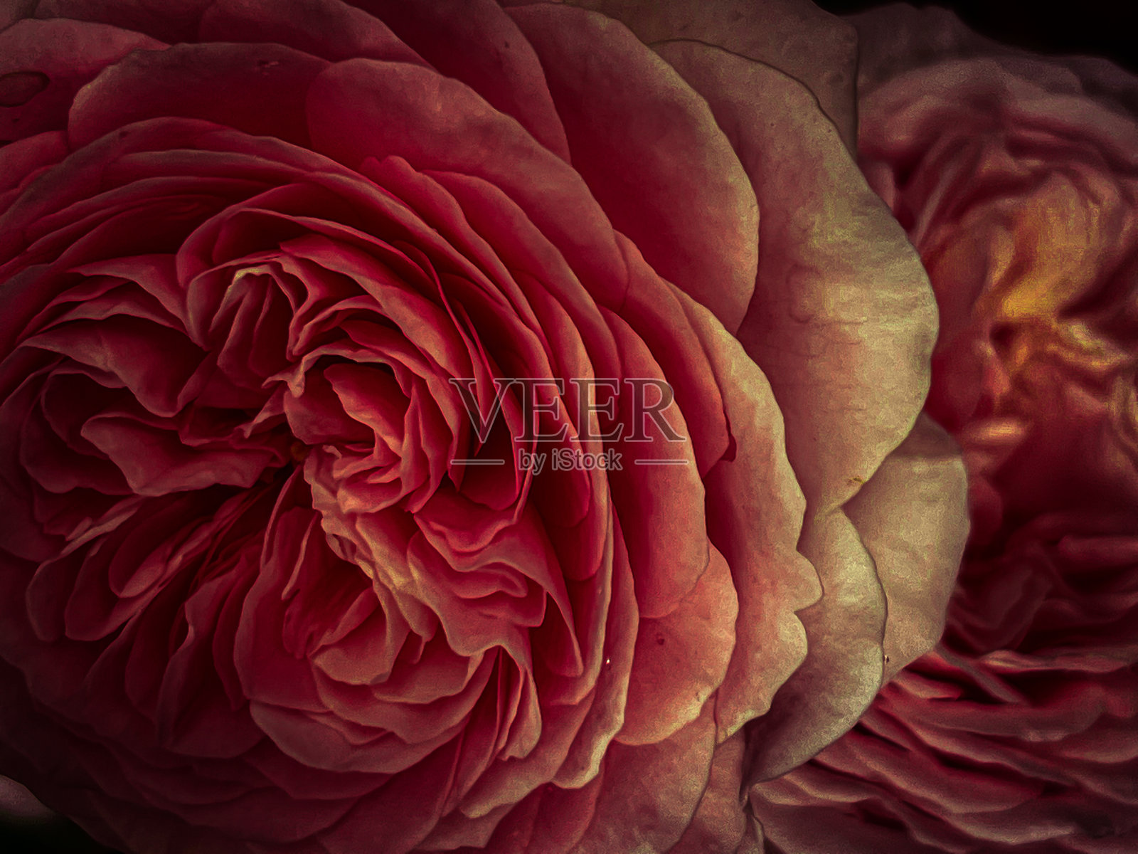 深粉红色的玫瑰照片摄影图片