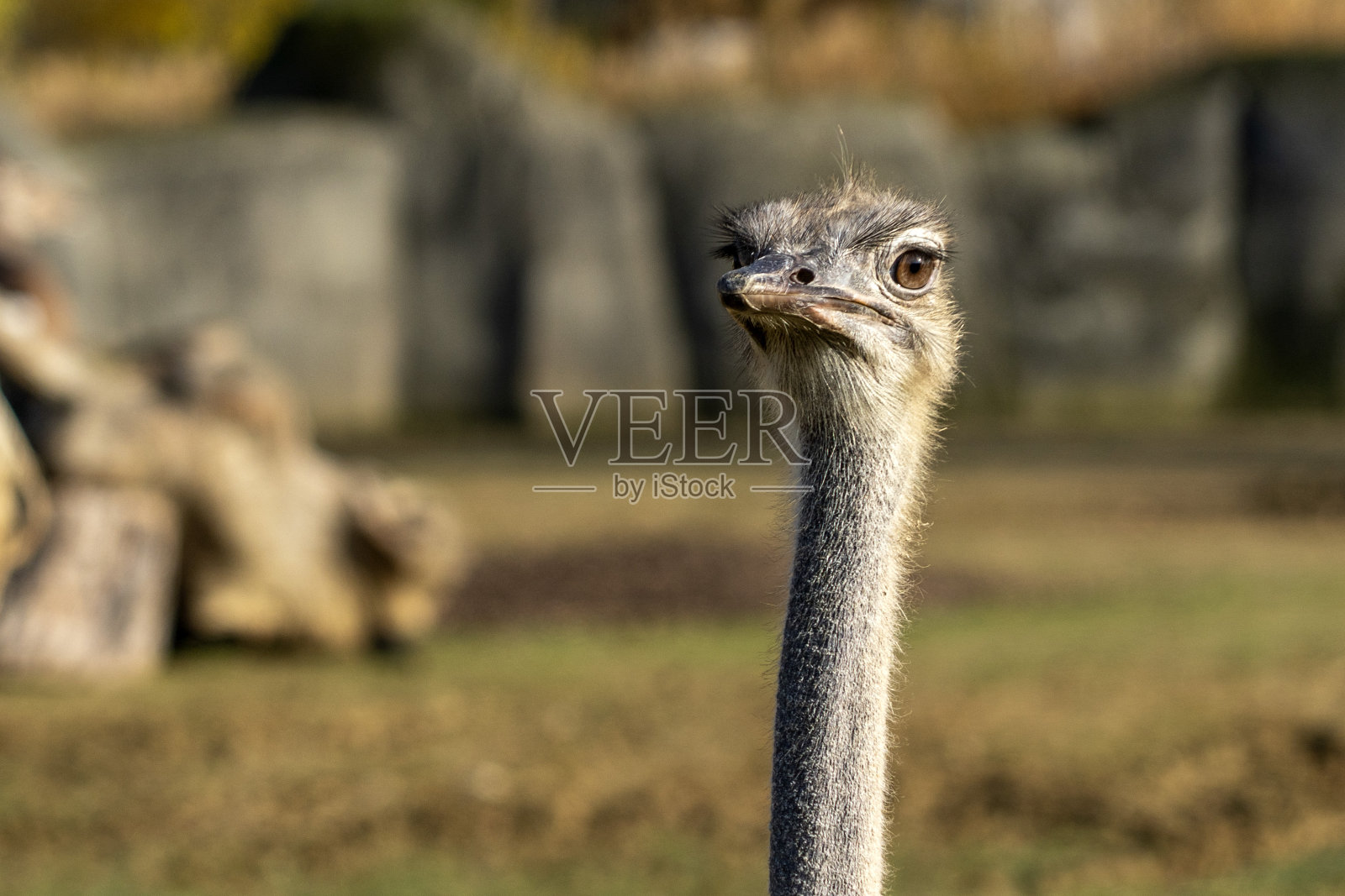 鸵鸟特写肖像照片摄影图片