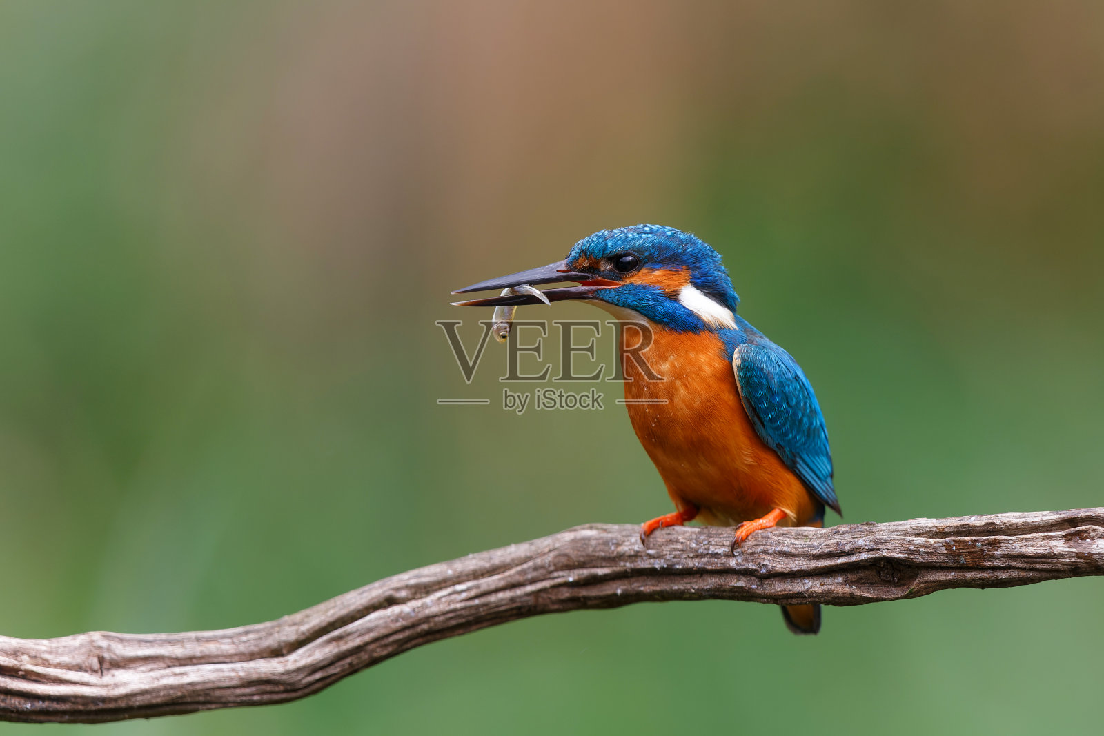 普通的翠鸟钓鱼后坐在树枝上照片摄影图片
