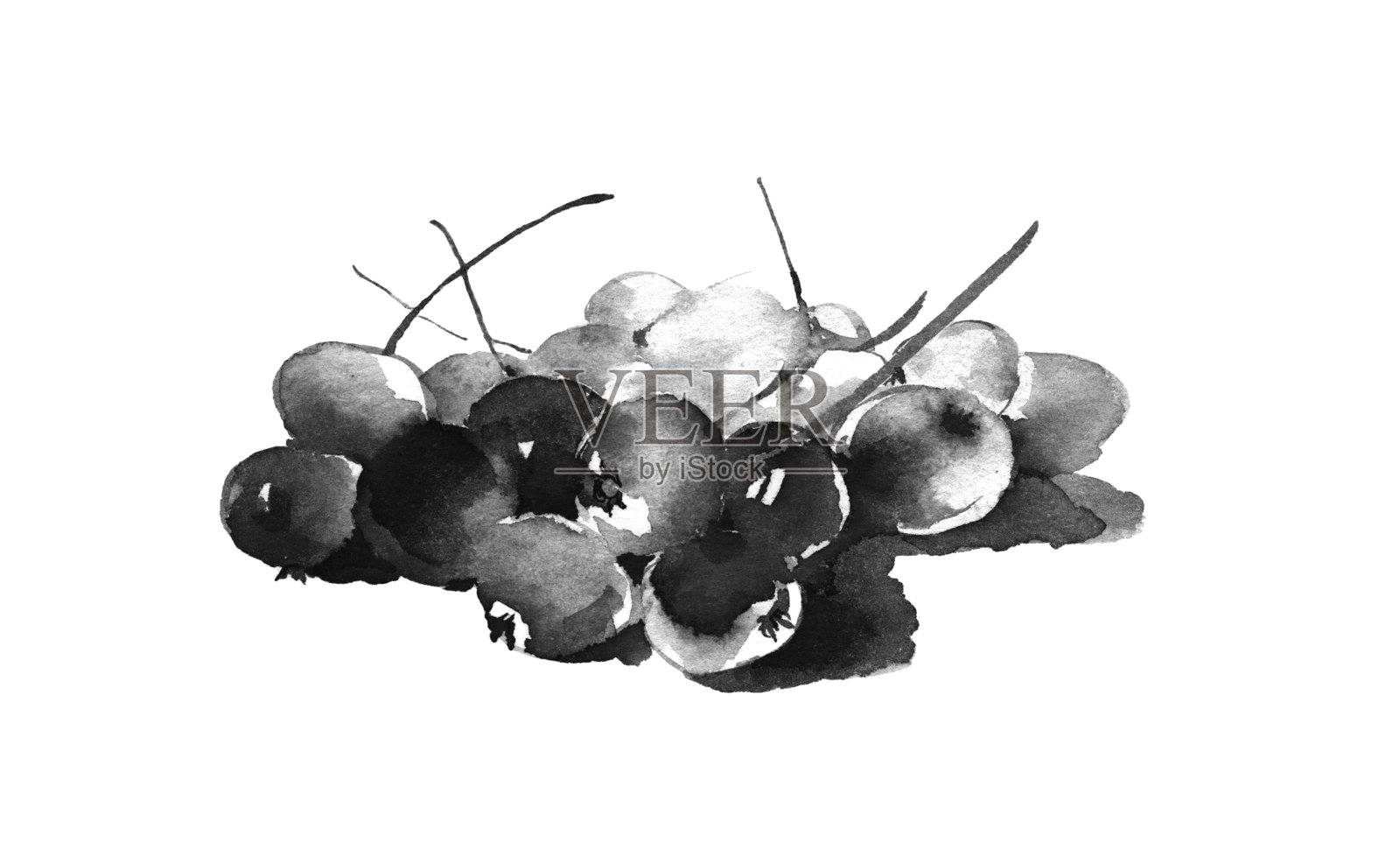 蔓越莓，一种可食用的野生浆果。健康食品。设计元素图片