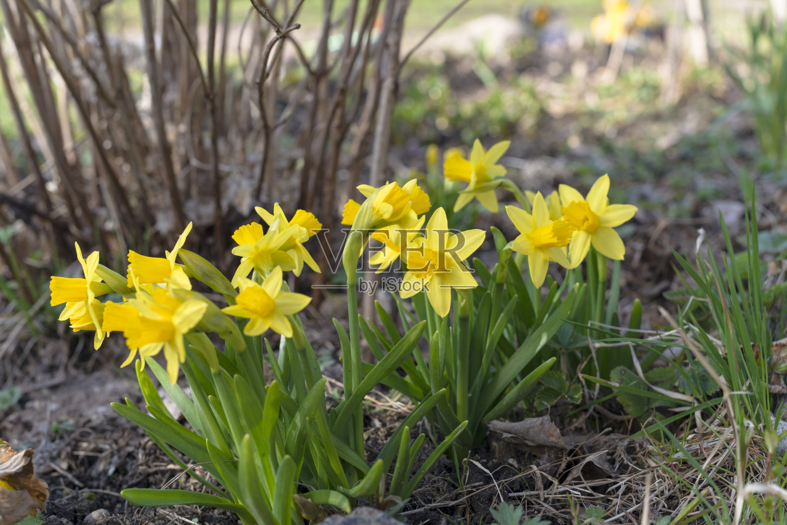 早春时节，水仙花在花坛上盛开照片摄影图片
