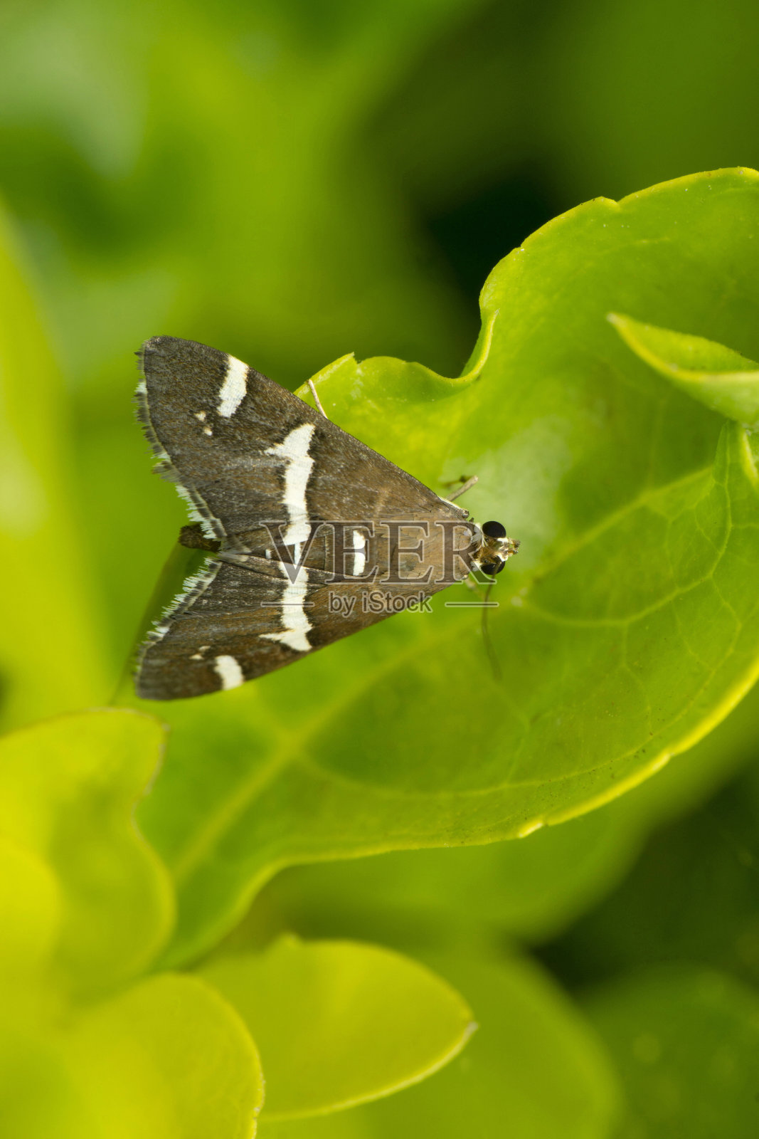 Aglossa cuprina，油蛾，是一种吻蛾，火蛾科，由菲利普·克里斯托弗·泽勒于1872年在印度马哈拉施特拉邦萨塔拉描述照片摄影图片