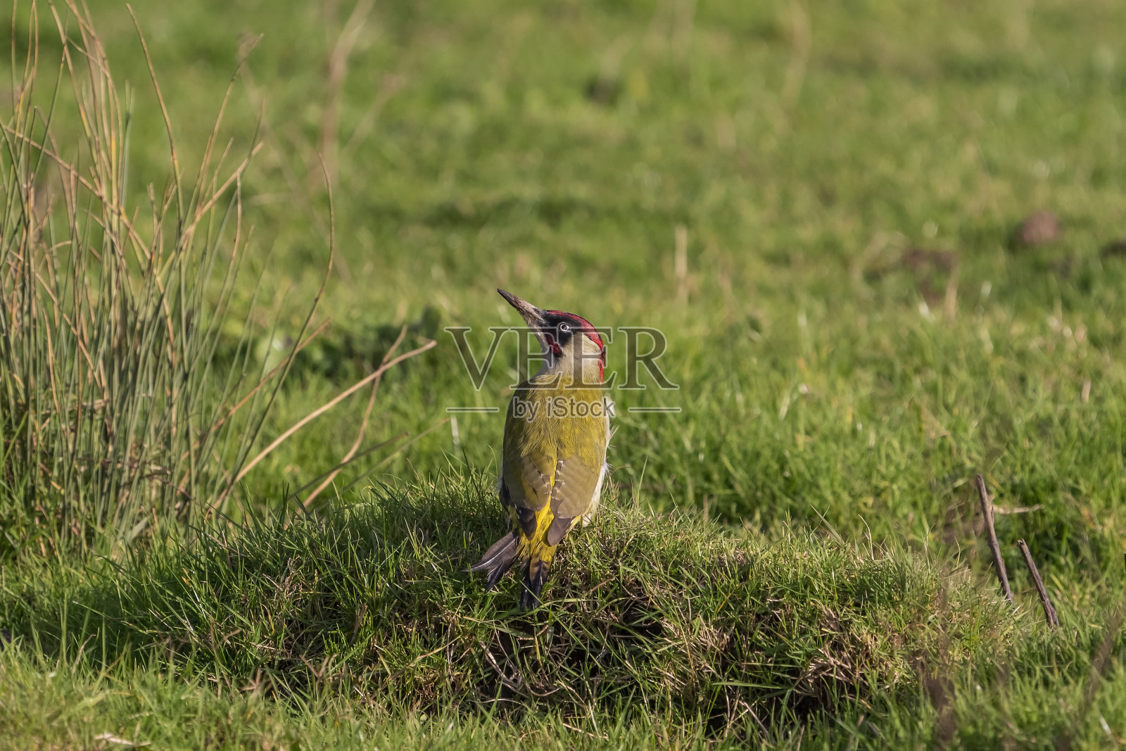 欧洲绿色啄木鸟照片摄影图片