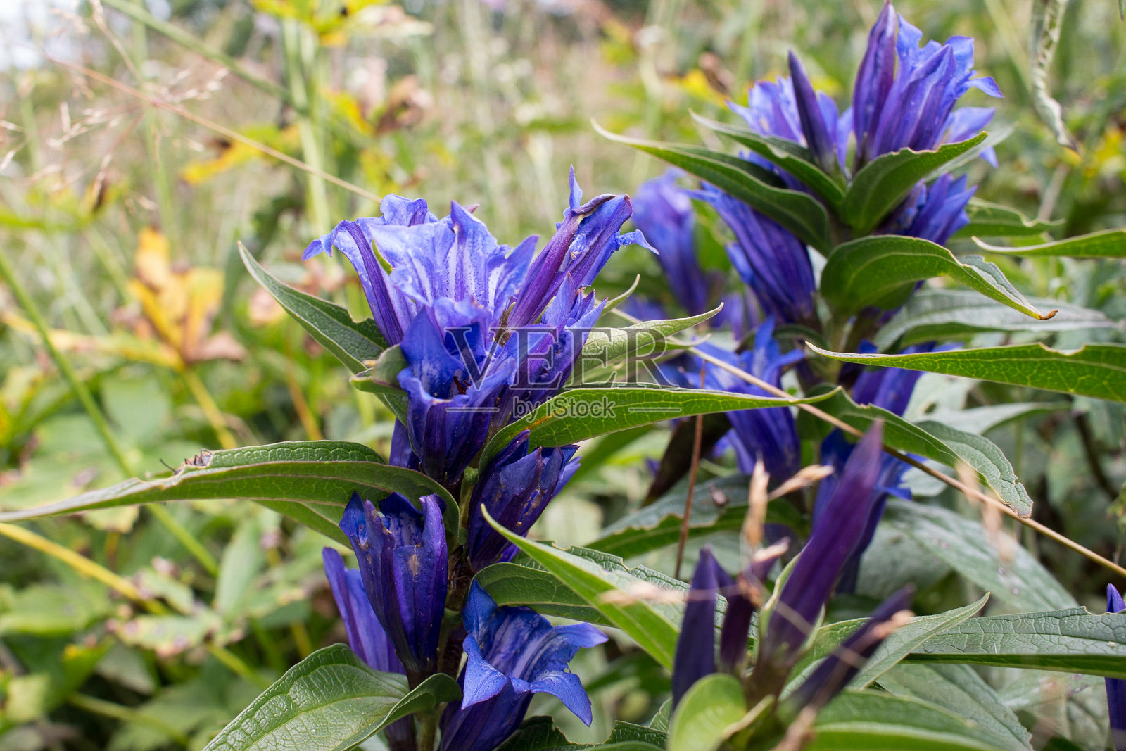 蓝花照片摄影图片