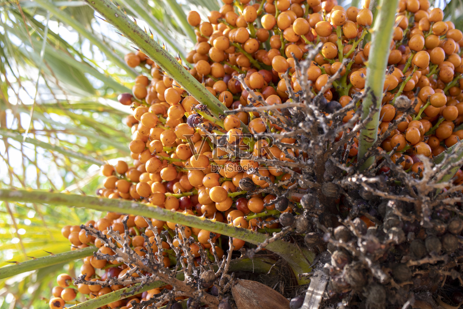 棕榈树种子，特写。霍霍天空。照片摄影图片