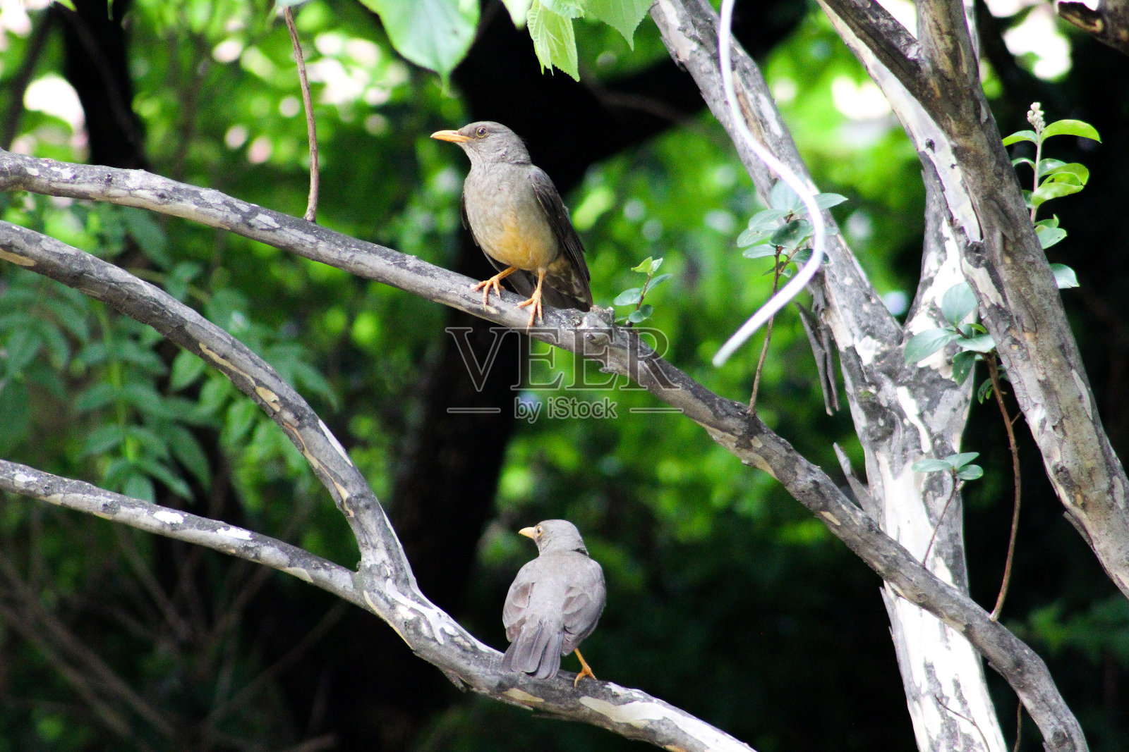 一个卡鲁画眉照片摄影图片
