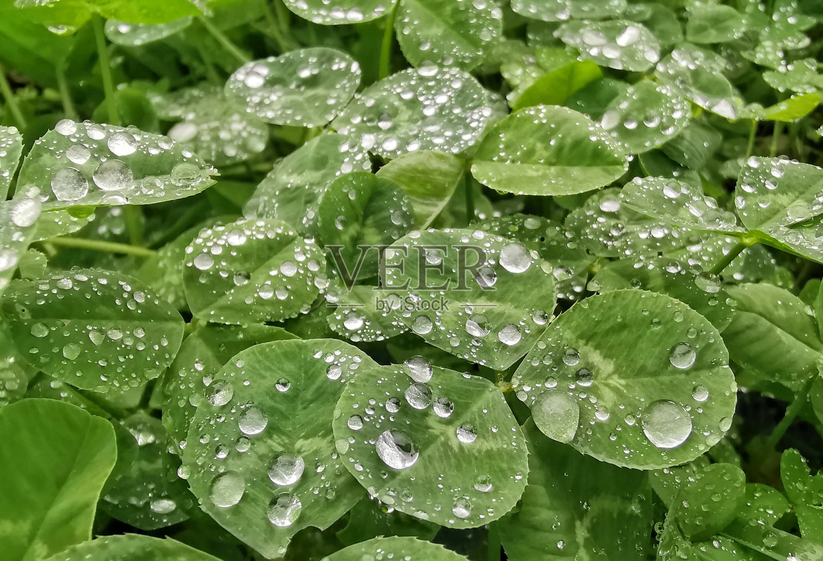 滴水照片摄影图片