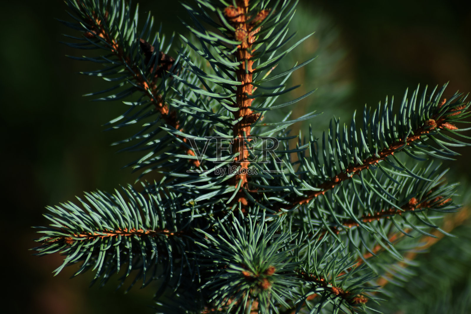 常青cr达雷尔j银行照片摄影图片