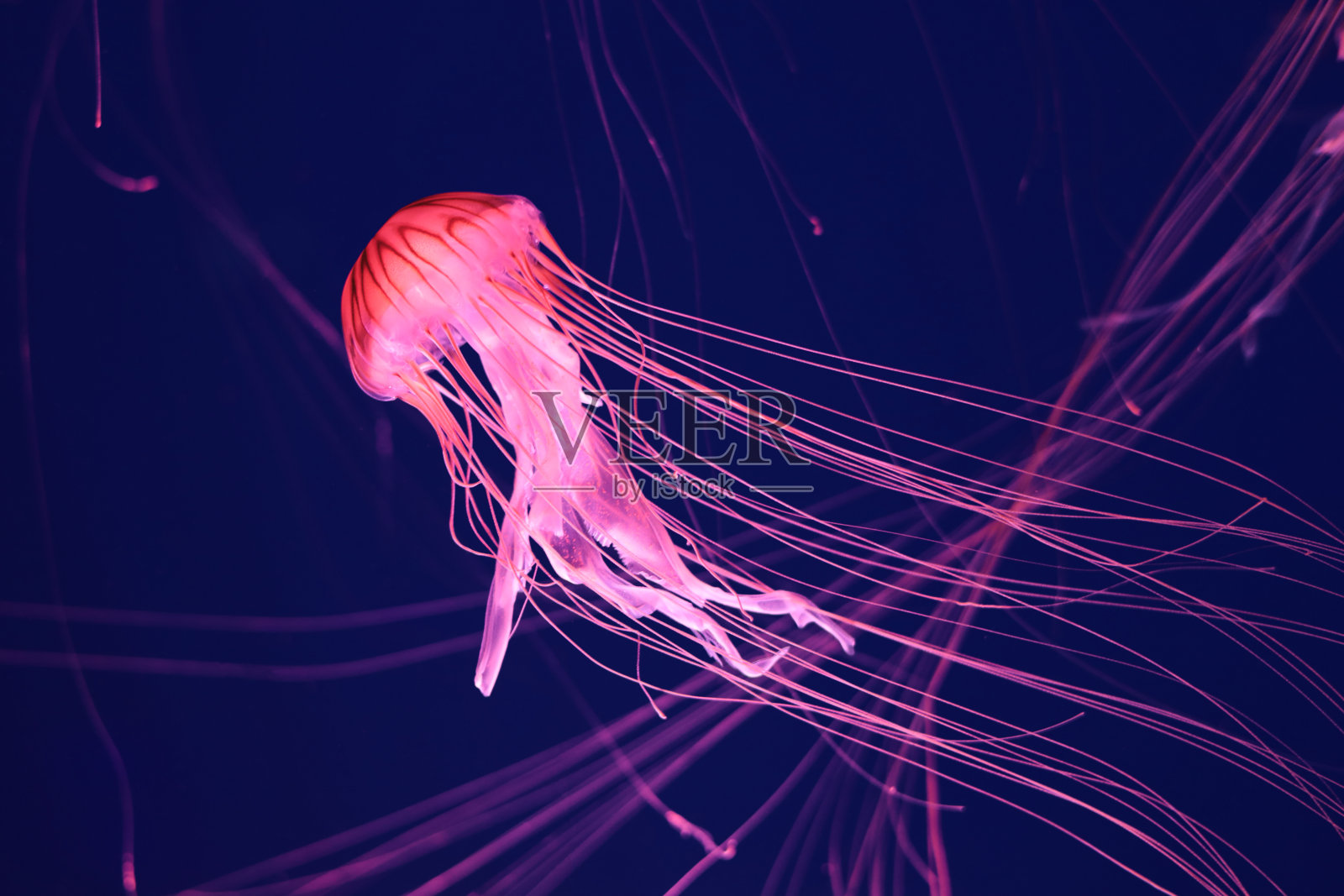亮粉色的水母在深蓝色的背景上。照片摄影图片