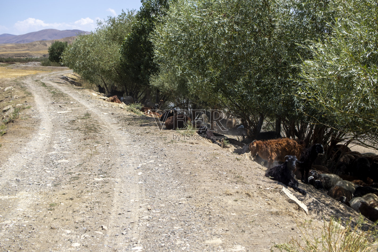 一群羊在树阴下休息。照片摄影图片