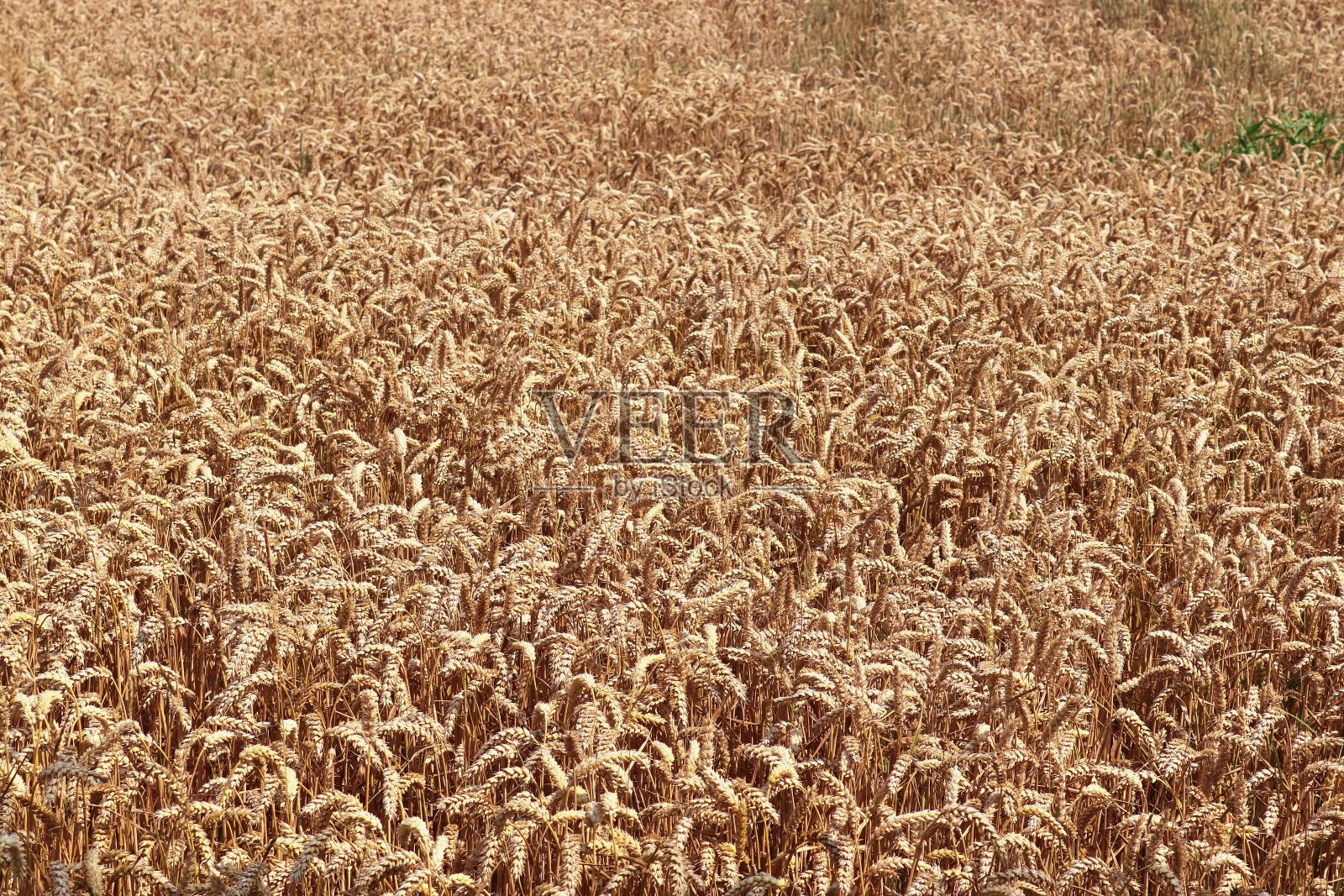 美丽和详细的作物和麦田纹理在北欧的近距离观察。照片摄影图片