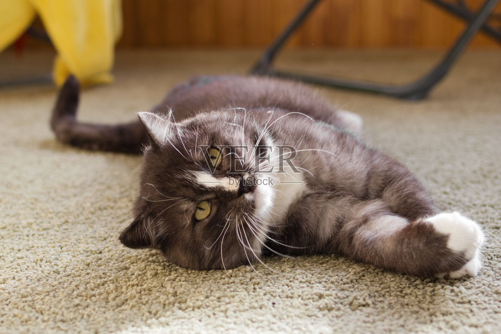 阳光下，美丽的毛绒绒的灰白色小猫在阳台上休息。早上慵懒的氛围。照片摄影图片