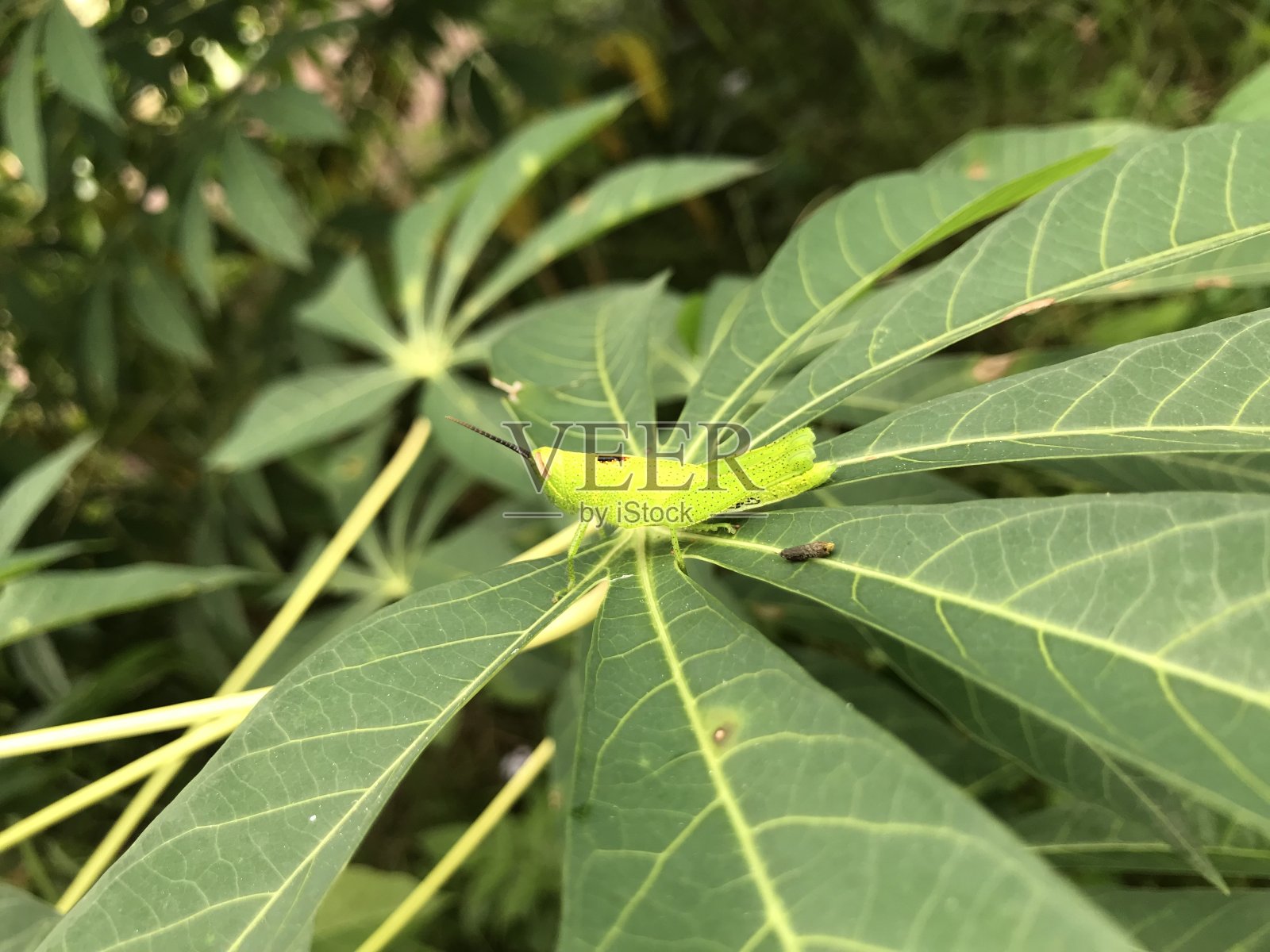 白虱蝇照片摄影图片
