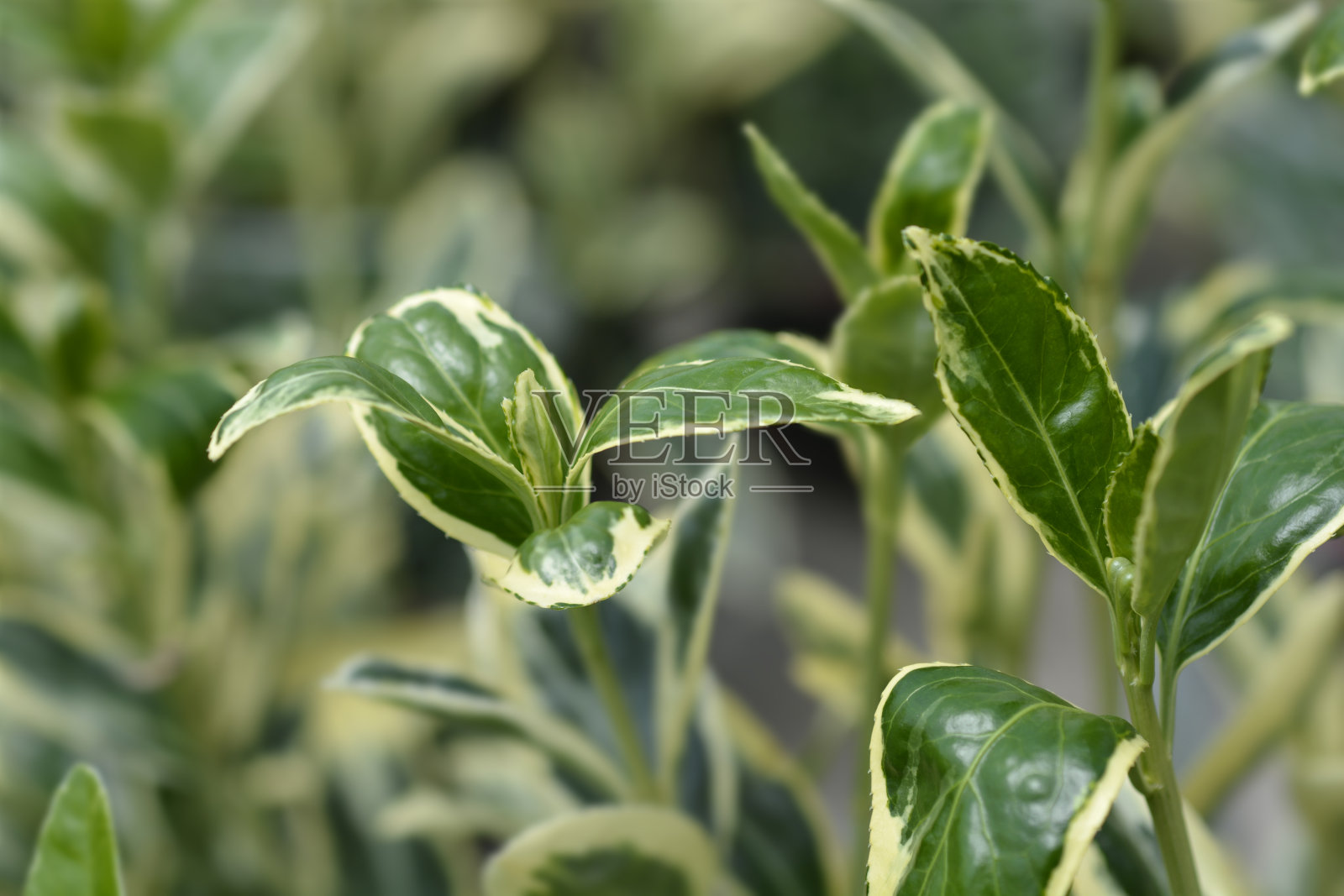 日本主轴布拉沃照片摄影图片