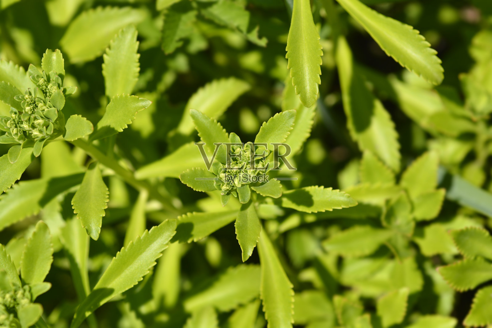 郁陵岛石竹照片摄影图片