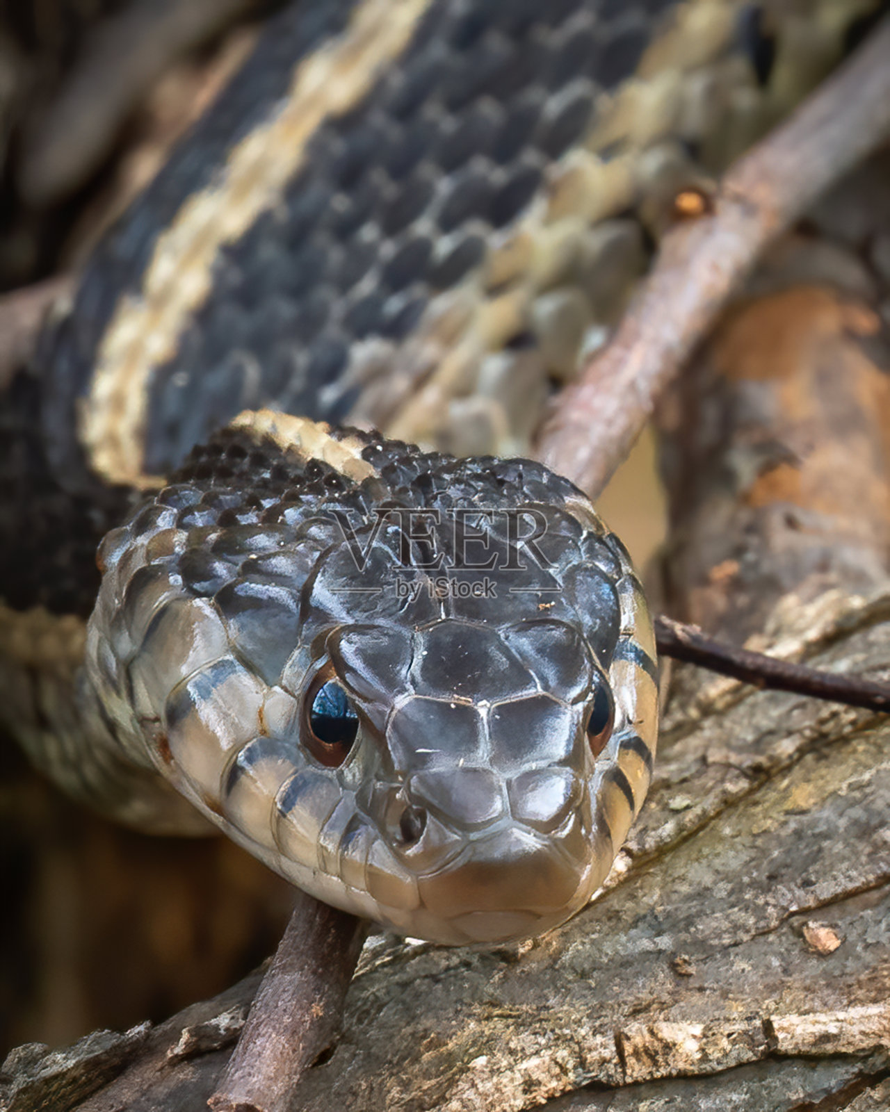 袜带蛇水蛇蜷曲照片摄影图片