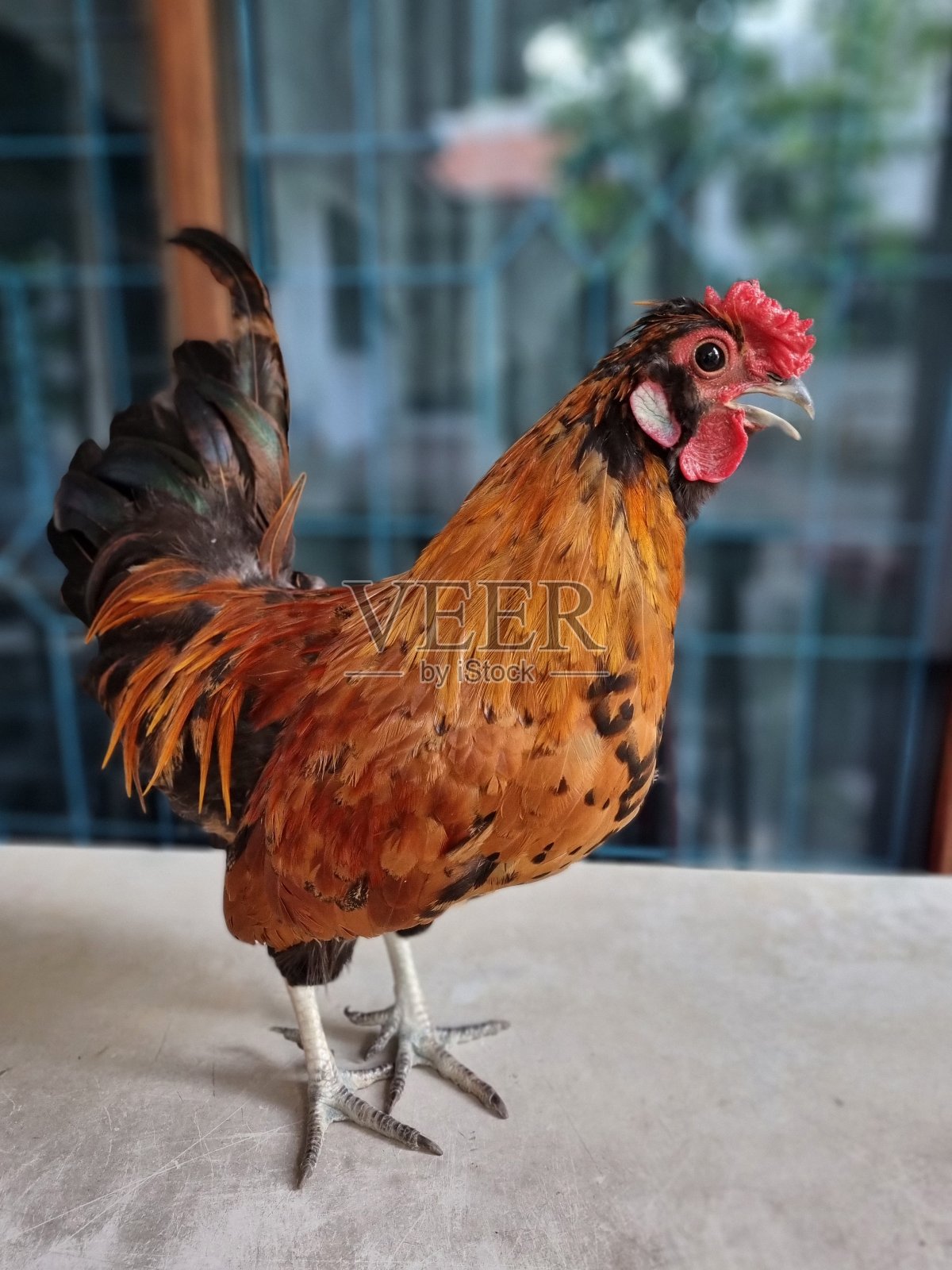 公鸡站在一张石头桌子上照片摄影图片