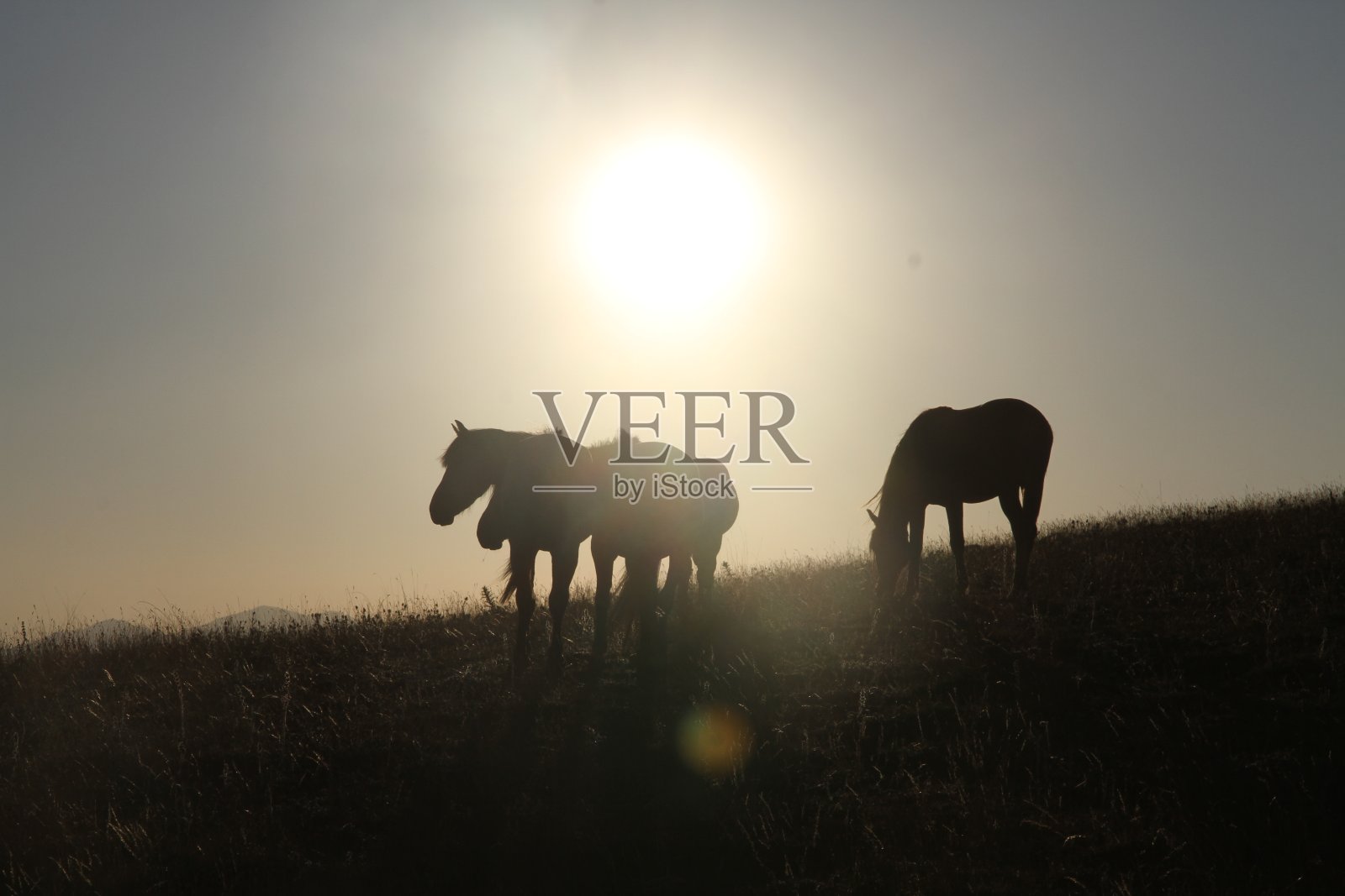 自由的野马照片摄影图片