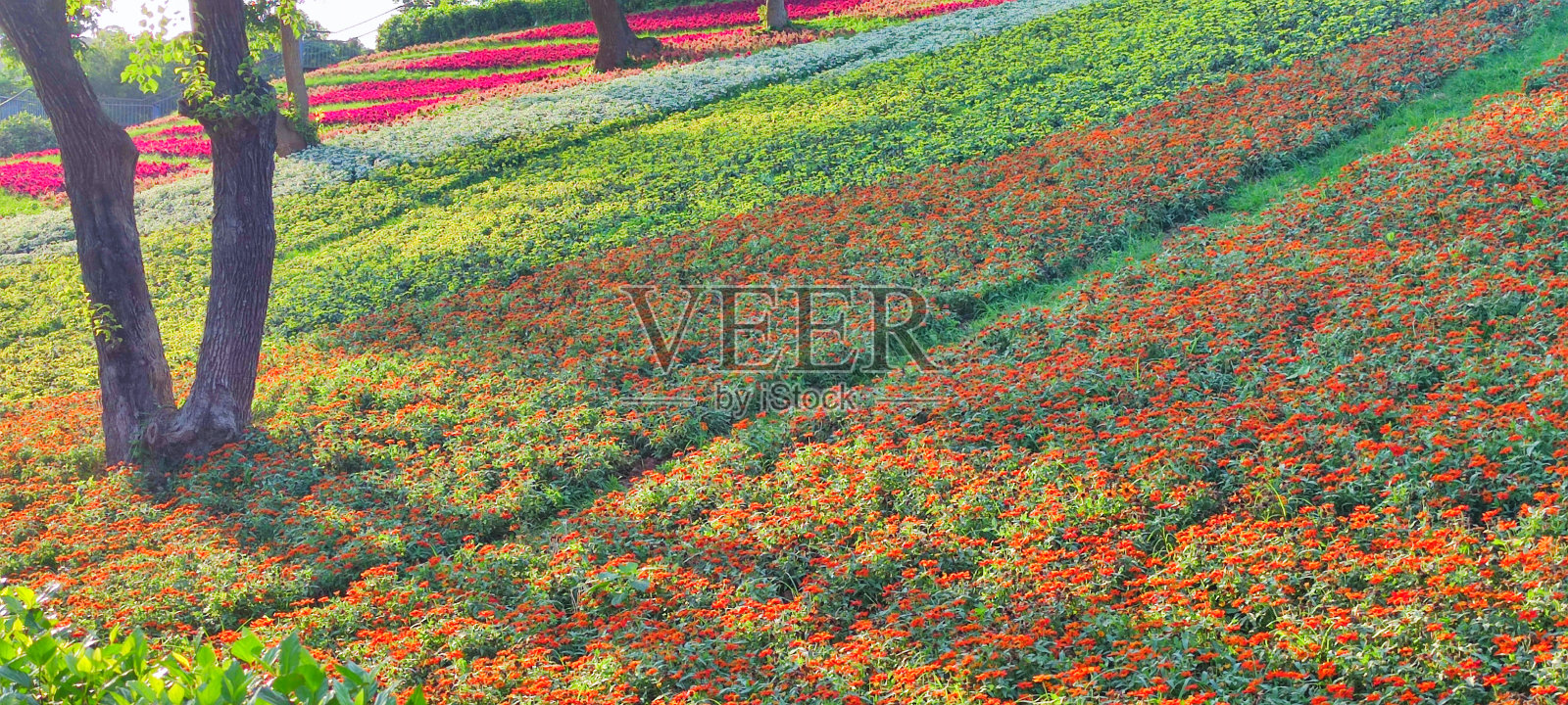 台湾台北市北投区三曾池城市公园，鲜花节期间，阳光明媚的日子里，在蓝天下的山坡上，五颜六色的花田照片摄影图片