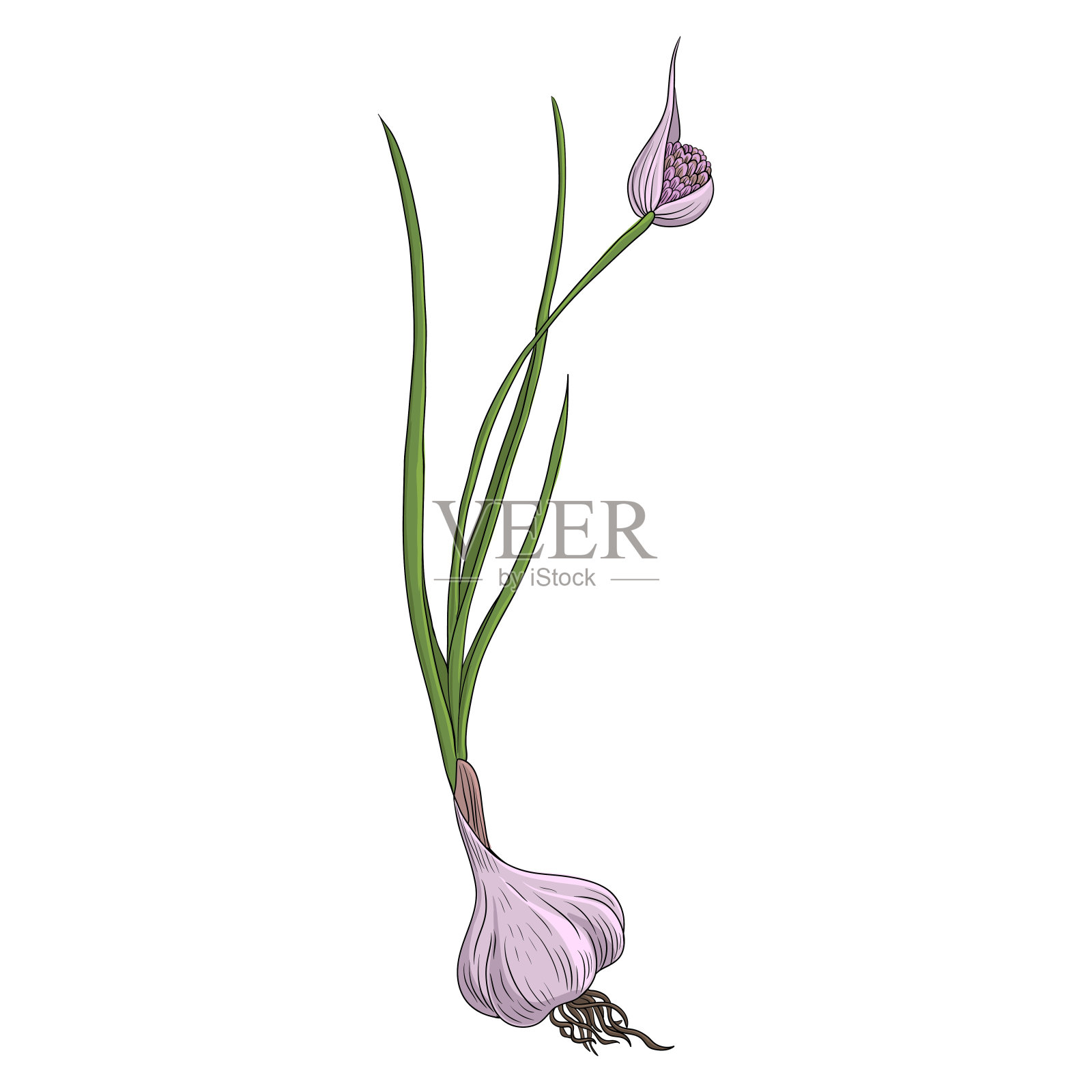 矢量画蒜插画图片素材