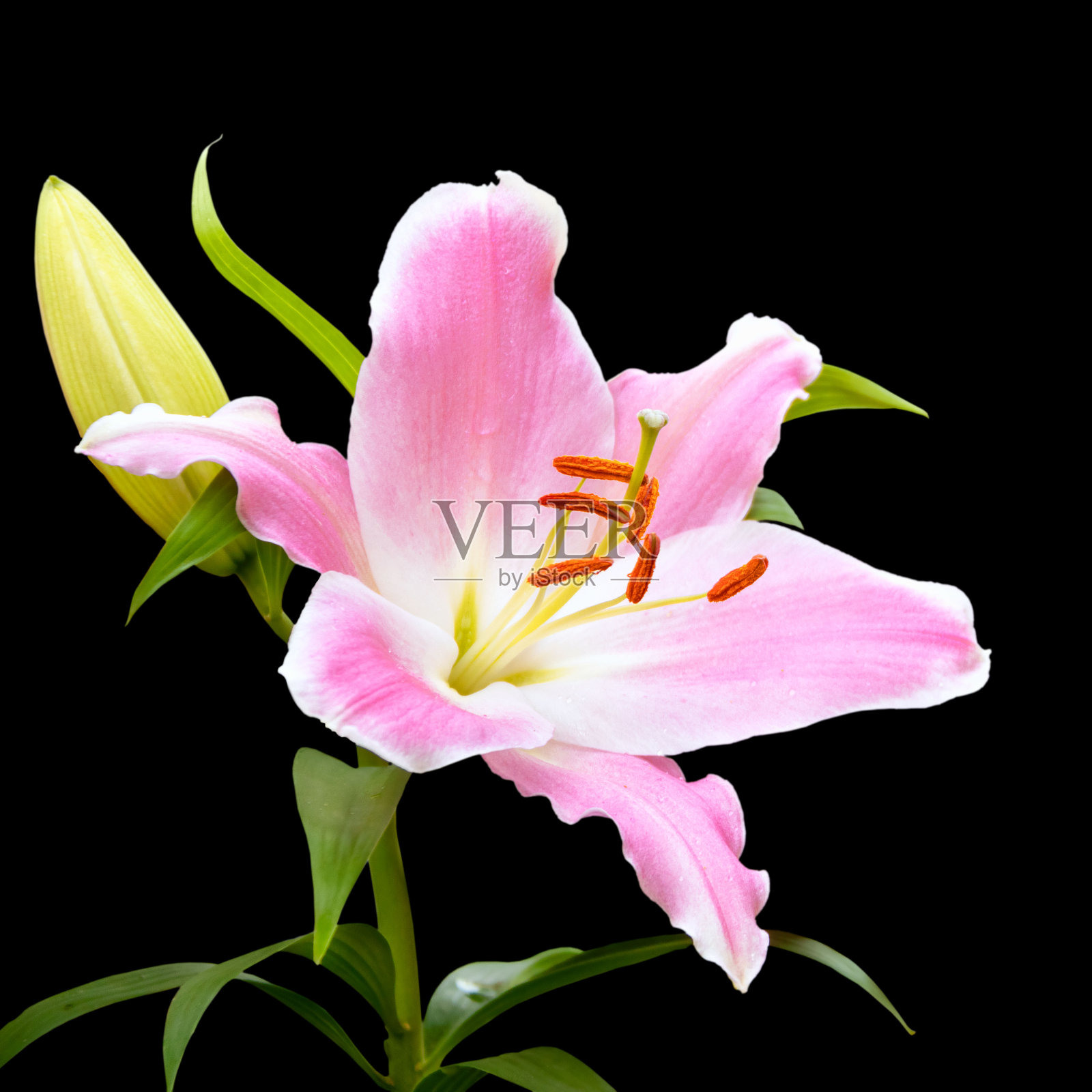 有花蕾的百合。混合动力车。孤立在白色的黑色背景照片摄影图片