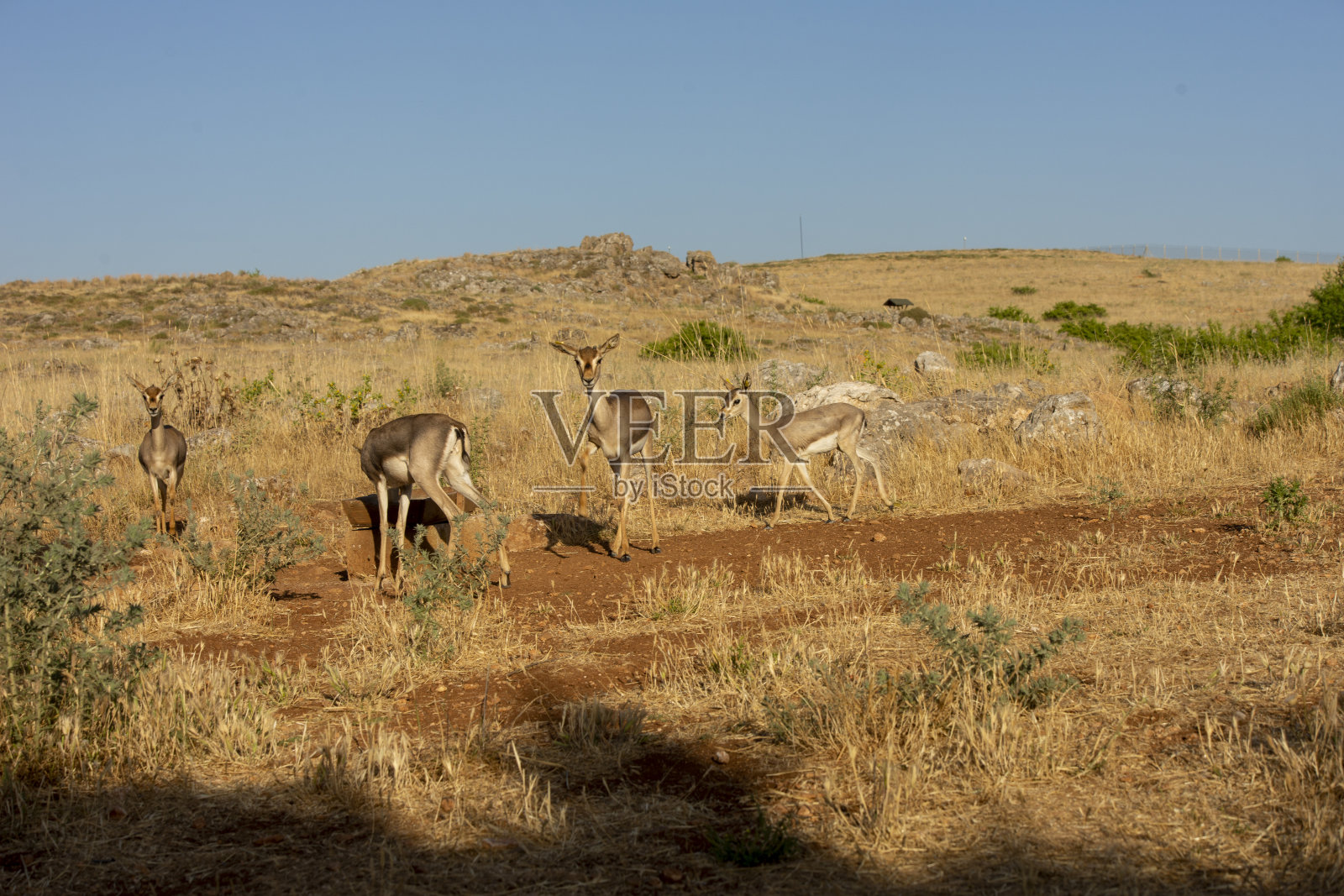 哈塔伊山区瞪羚康复中心的瞪羚照片摄影图片