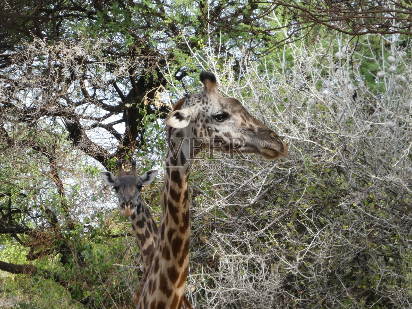马雅拉湖国家公园的长颈鹿照片摄影图片