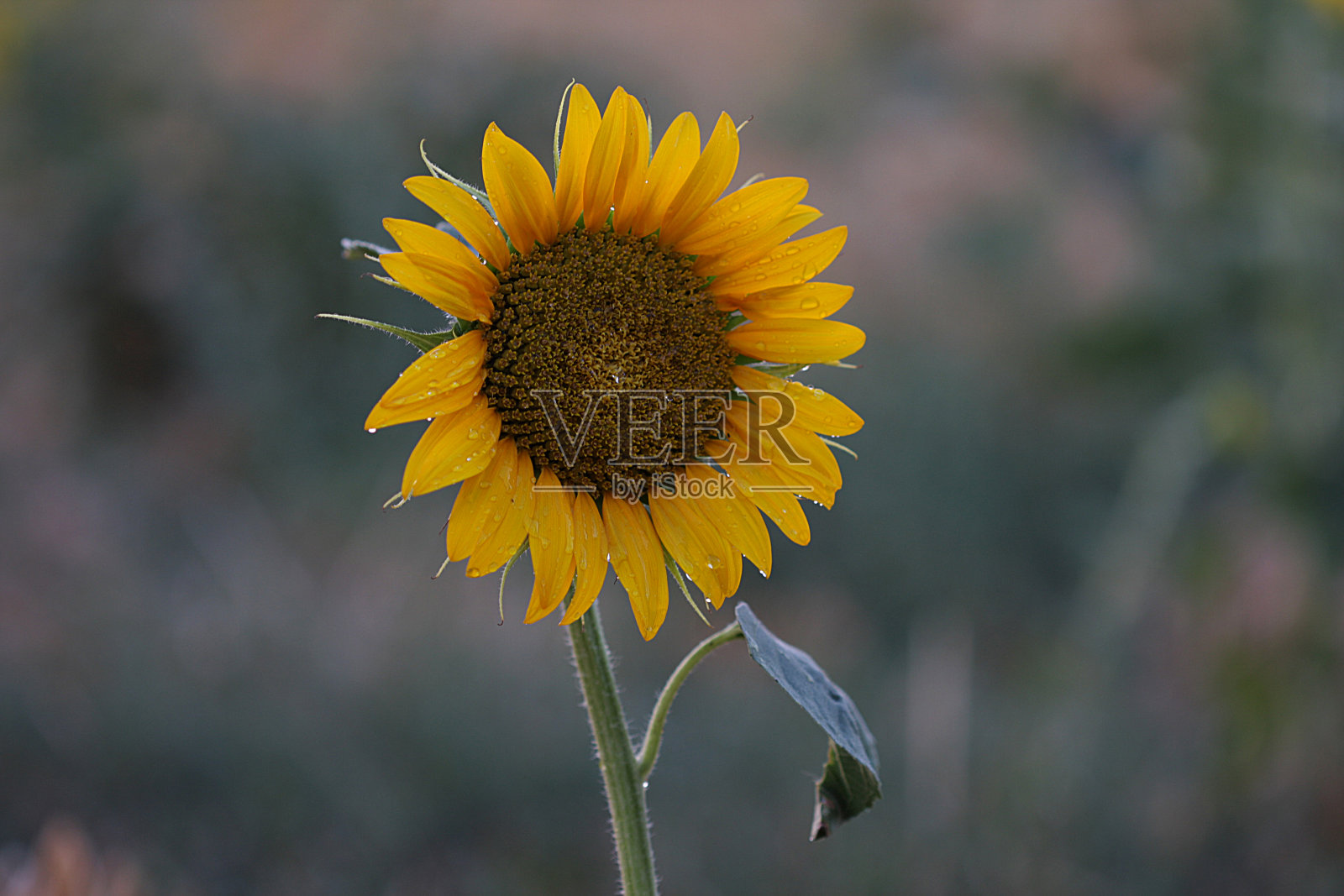 向日葵照片摄影图片
