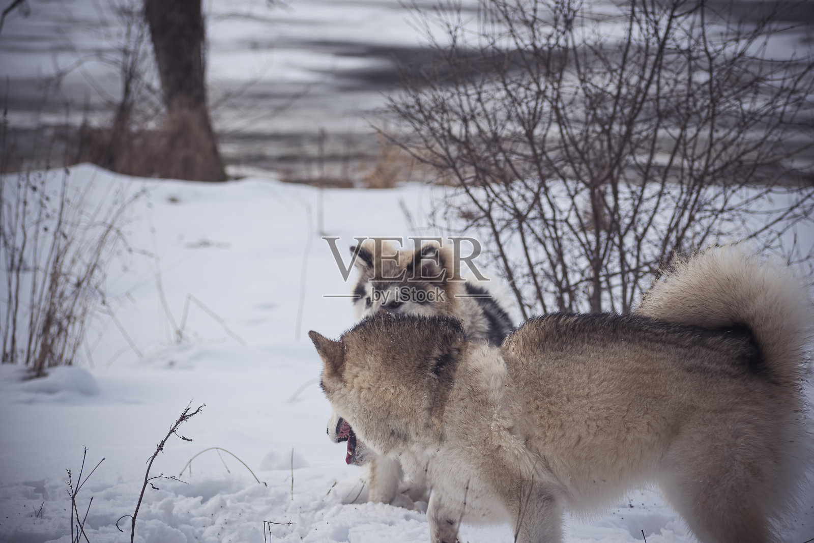 在户外疲惫的雪橇犬照片摄影图片