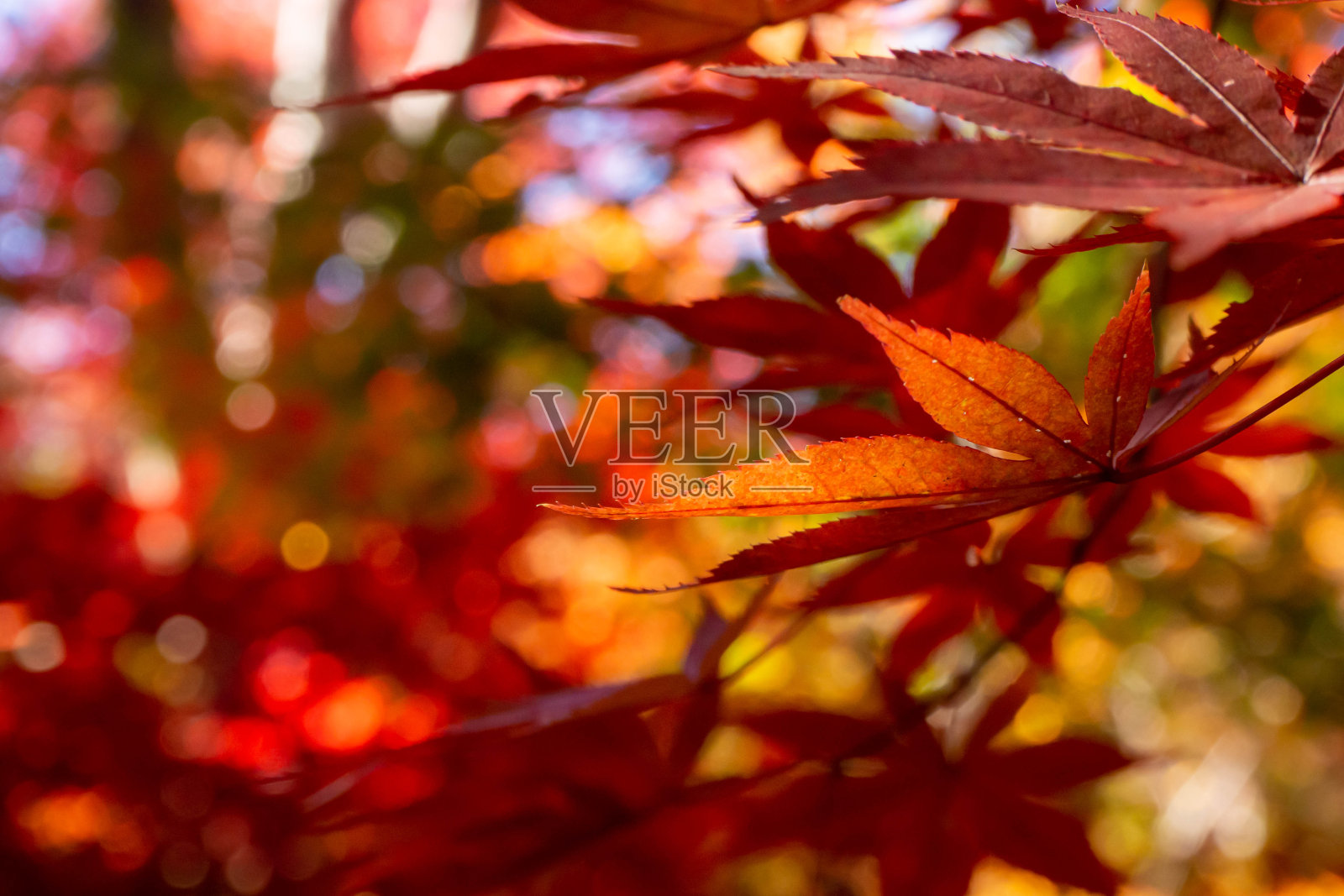特写色彩鲜艳的枫叶照片摄影图片