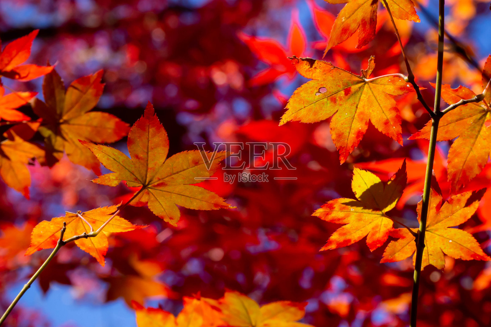 彩色枫叶的特写照片摄影图片