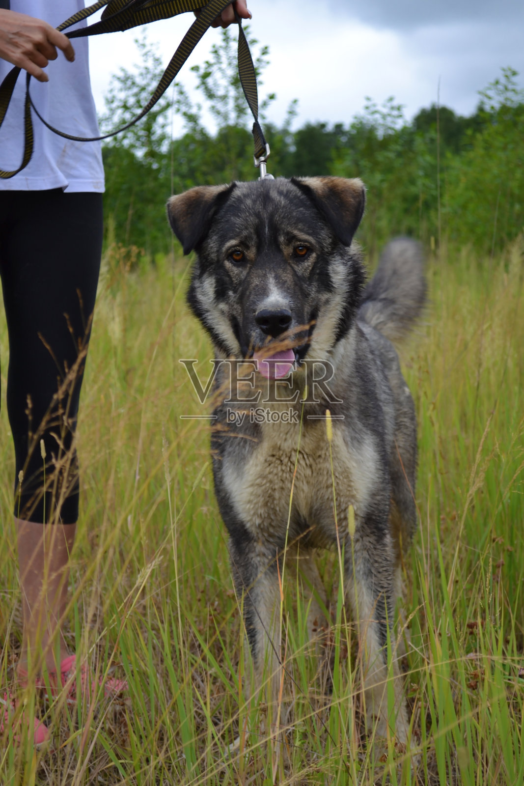 灰色狗的特写肖像照片摄影图片