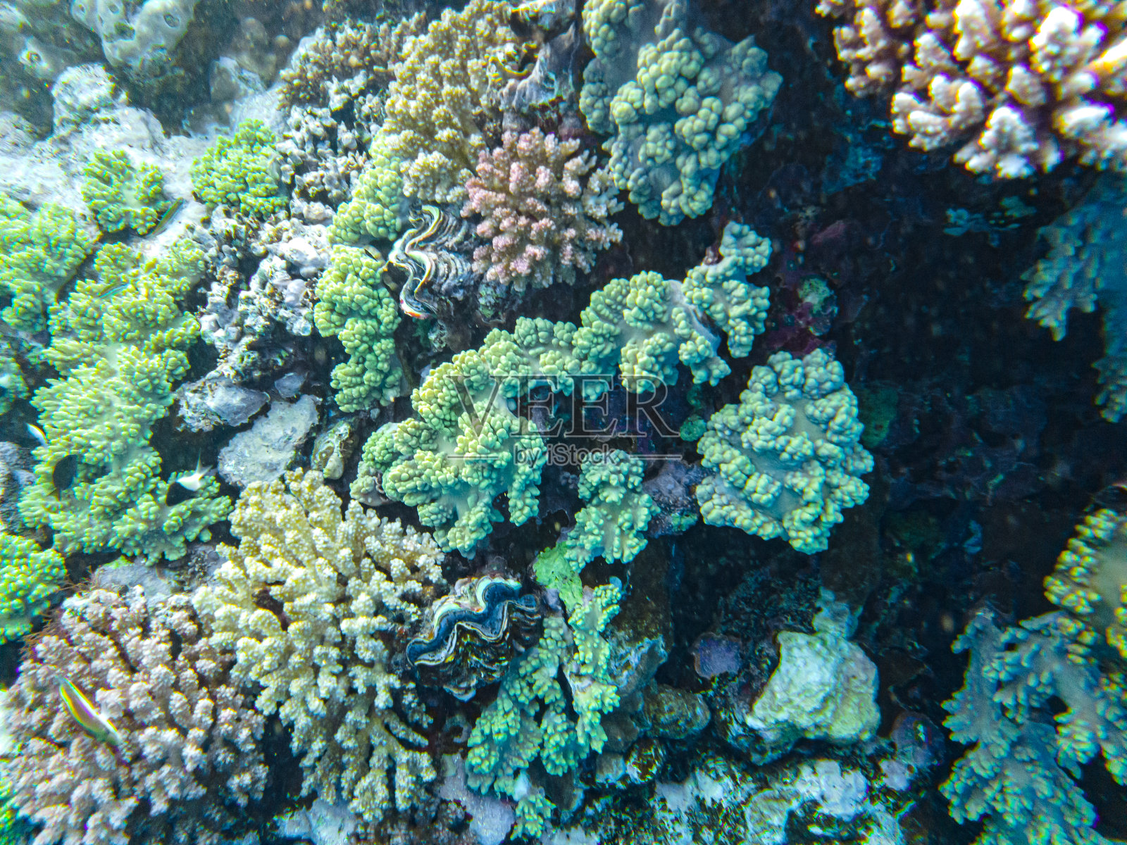 红海珊瑚特写沙姆沙伊赫照片摄影图片
