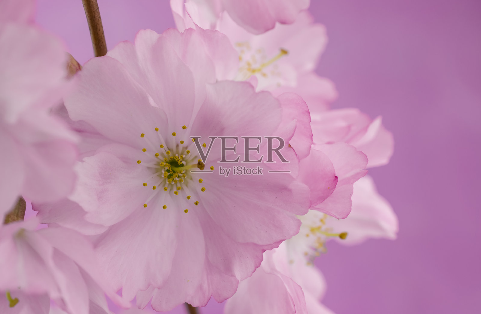 春天的樱花在粉红色的背景与copyspace照片摄影图片